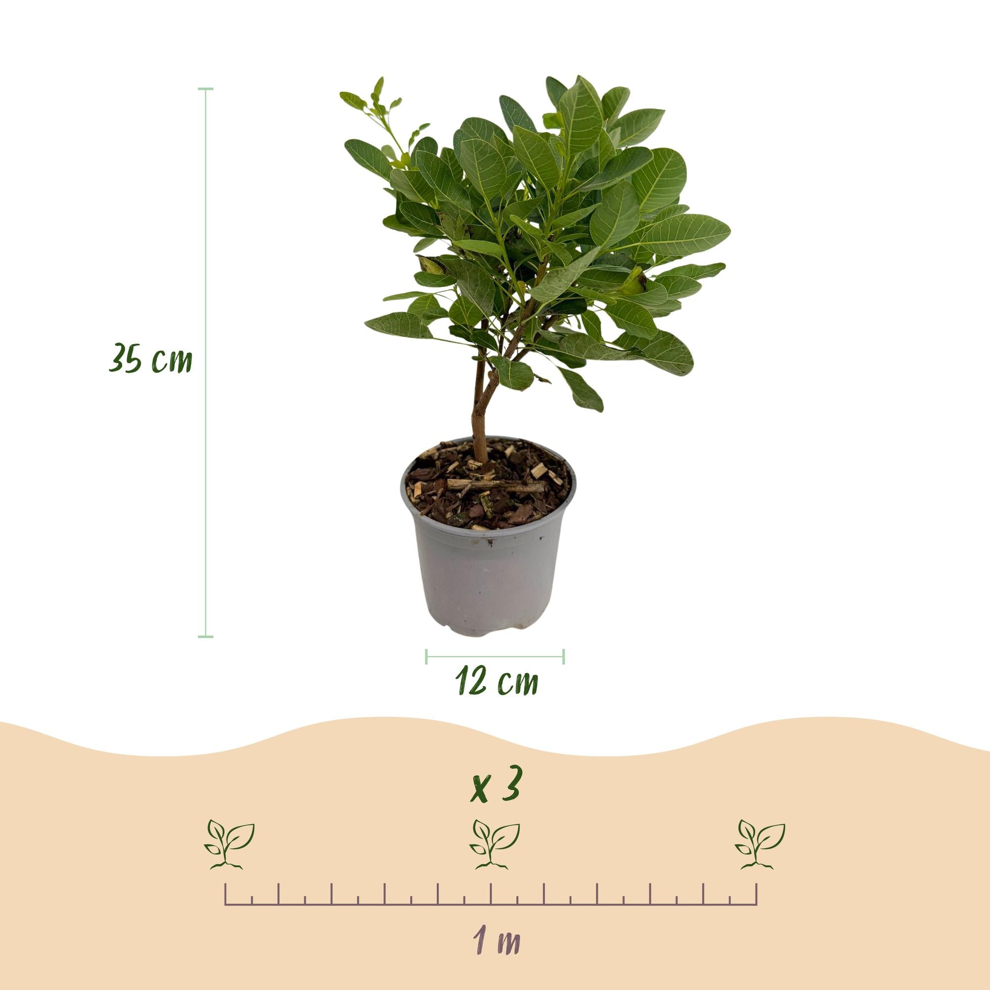 Cotinus coggyria Young Lady - Groen 3 Planten - Bladverliezend - Weinig Onderhoud - Pot 12cm Hoogte 35cm