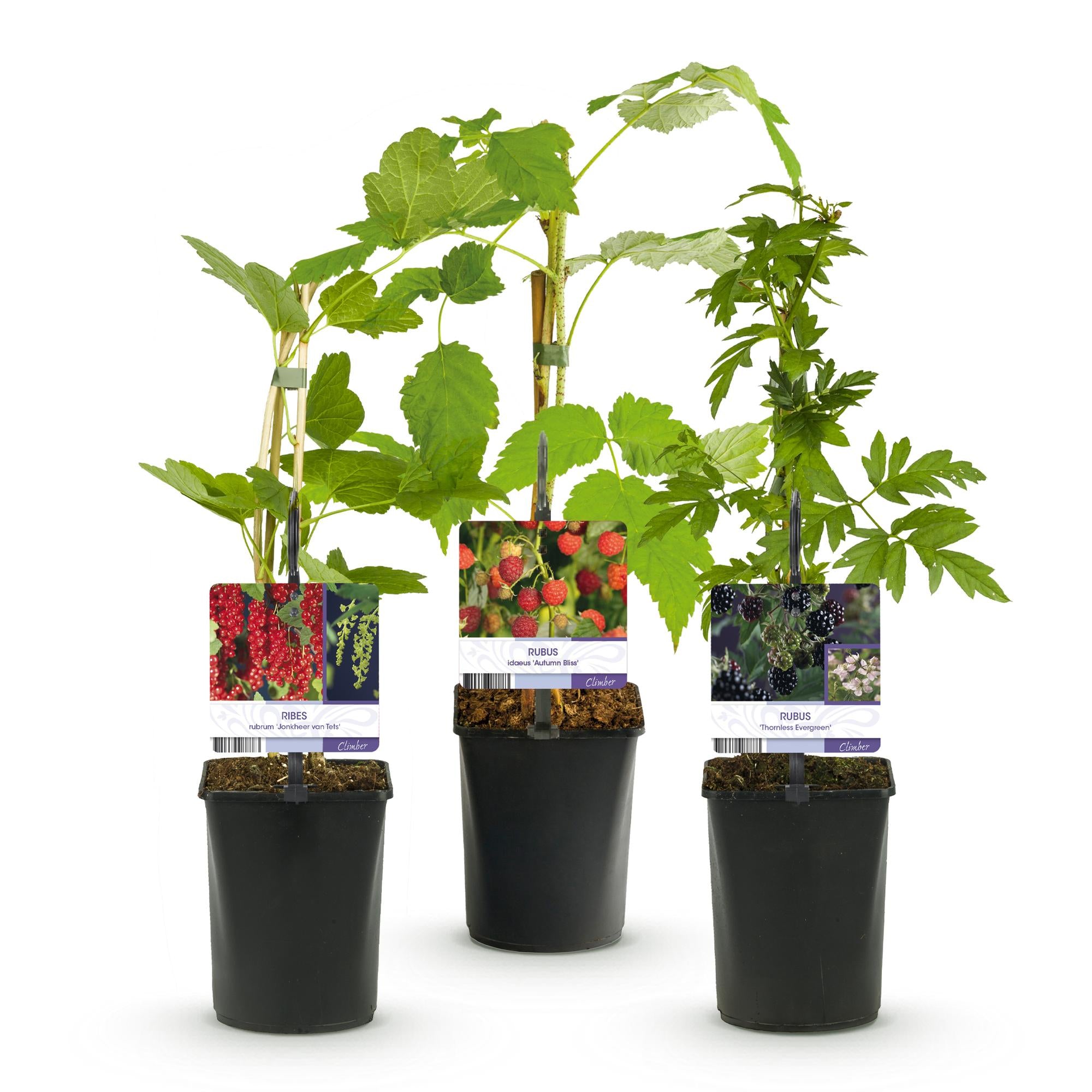 Green boutiQ - Mix di piante da frutto - Ribes rosso, Lampone rosso, Mora - 3 piante - Vaso 11 cm Altezza 40 cm
