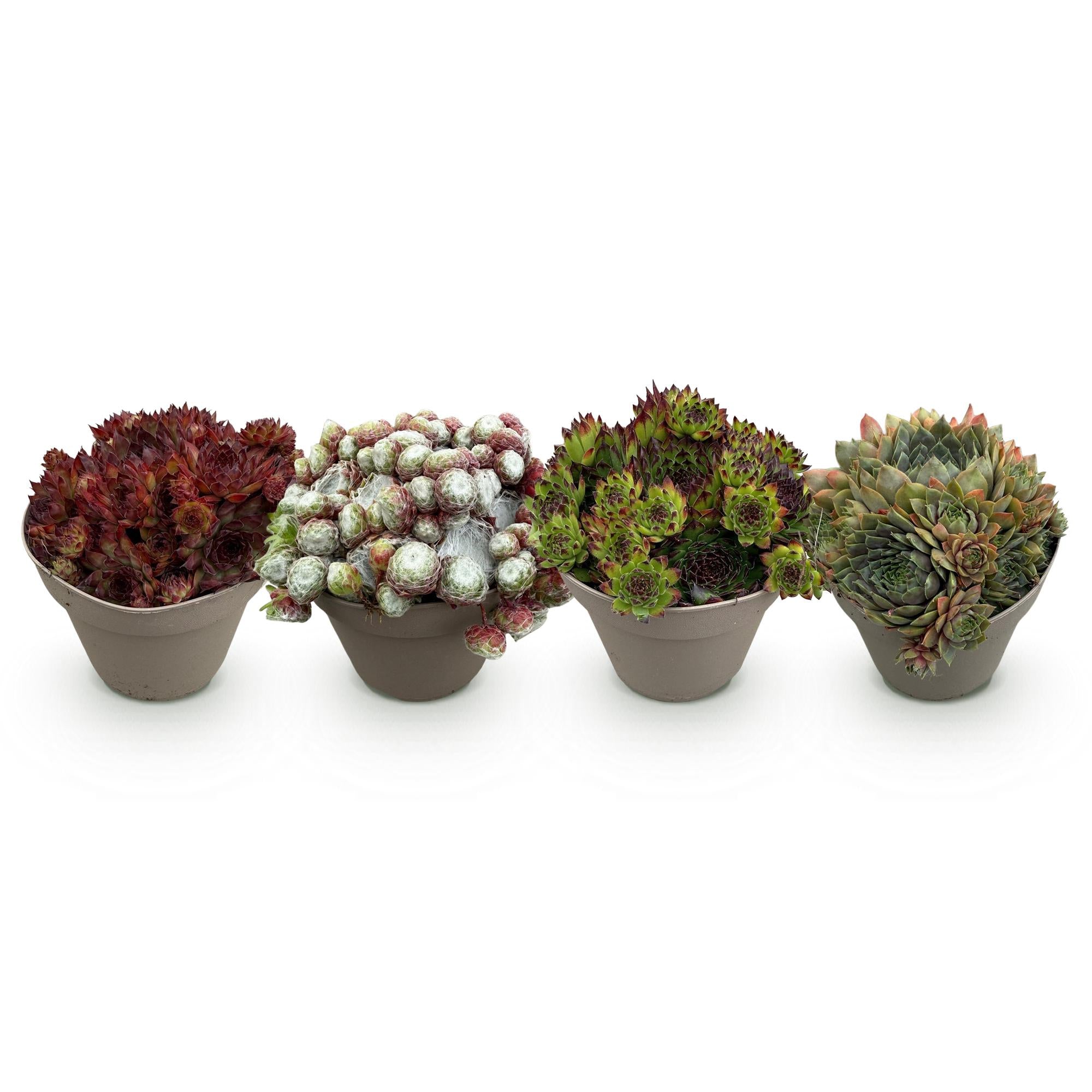 Sempervivum Big Sam - 4 Planten - Diversen kleuren - Weinig Onderhoud - Pot 14 Hoogte 17