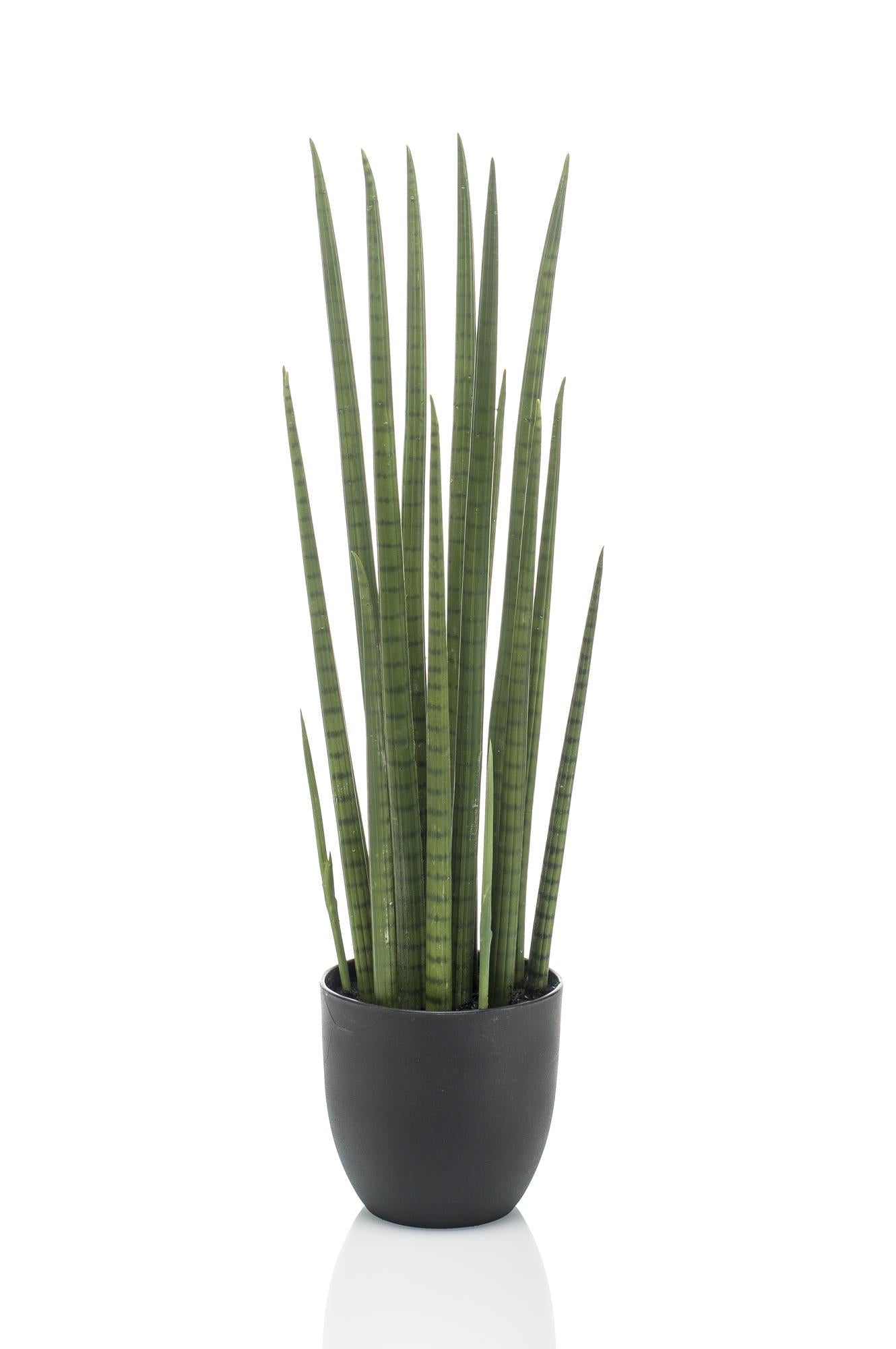 Pianta artificiale - Sanseveria Cylindrica - Lingua di suocera - 70 cm