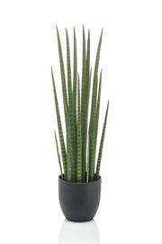 Pianta artificiale - Sanseveria Cylindrica - Lingua di suocera - 70 cm