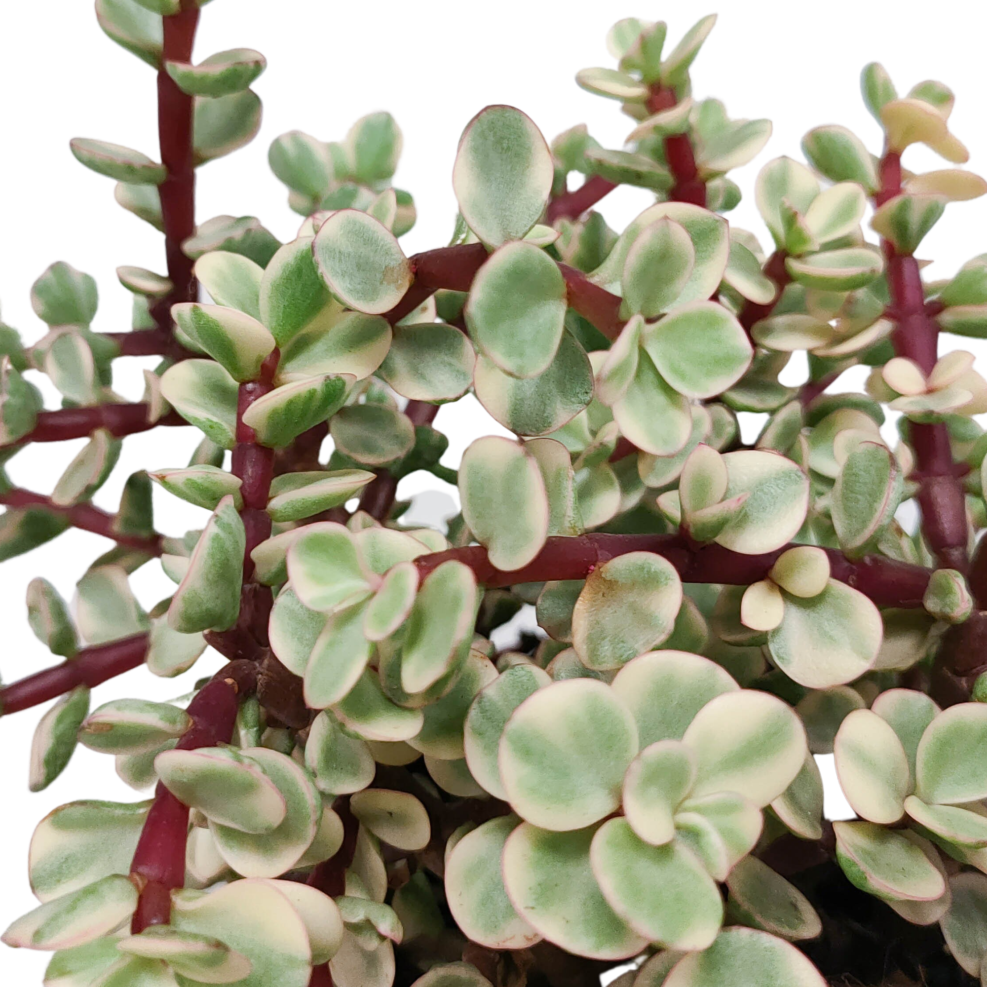 Portulacaria afra Variegata 10,5cm - in witte pot