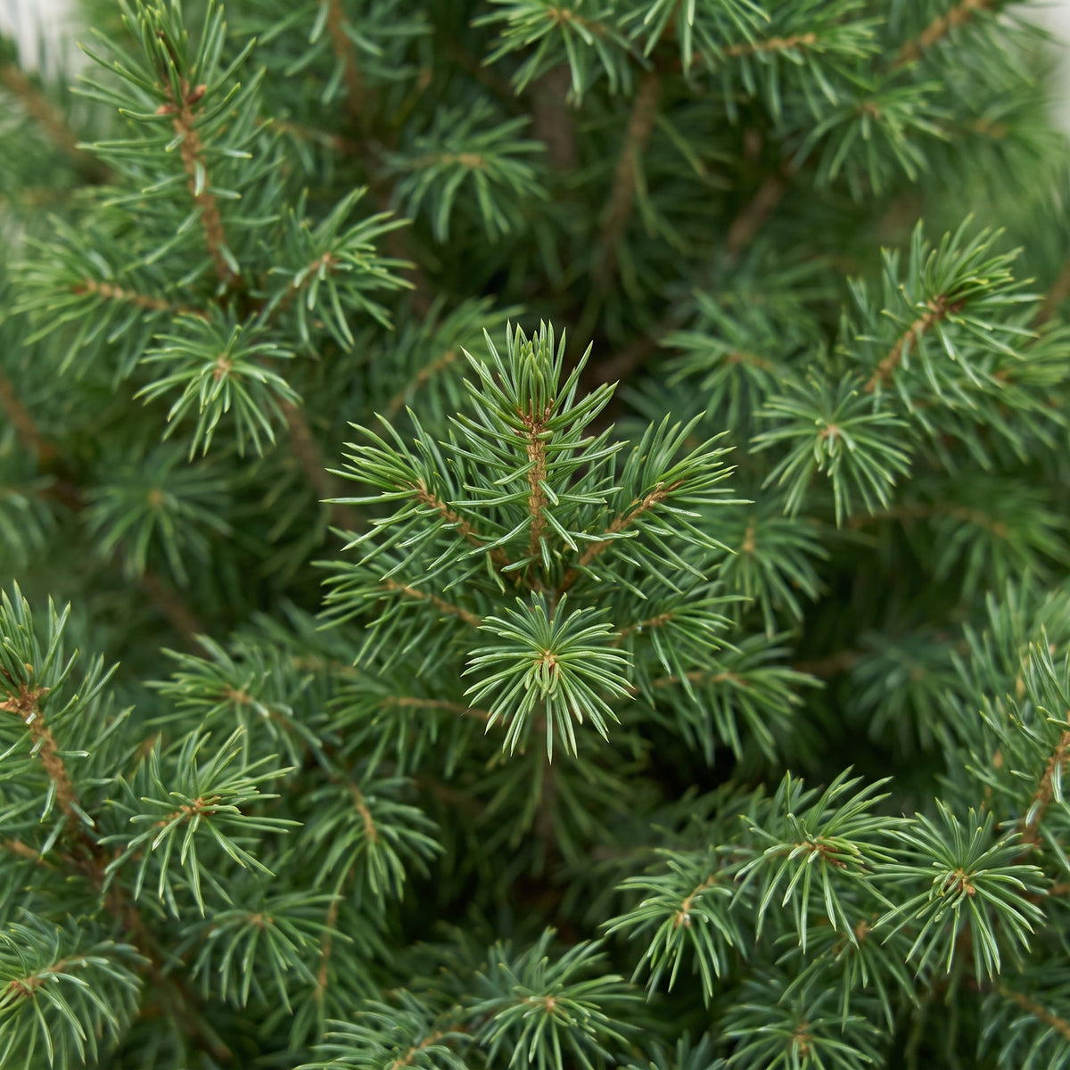 Picea glauca Conica - 2x Kegelspar - Groen - Kerstboom - Ø23cm - ↕80cm