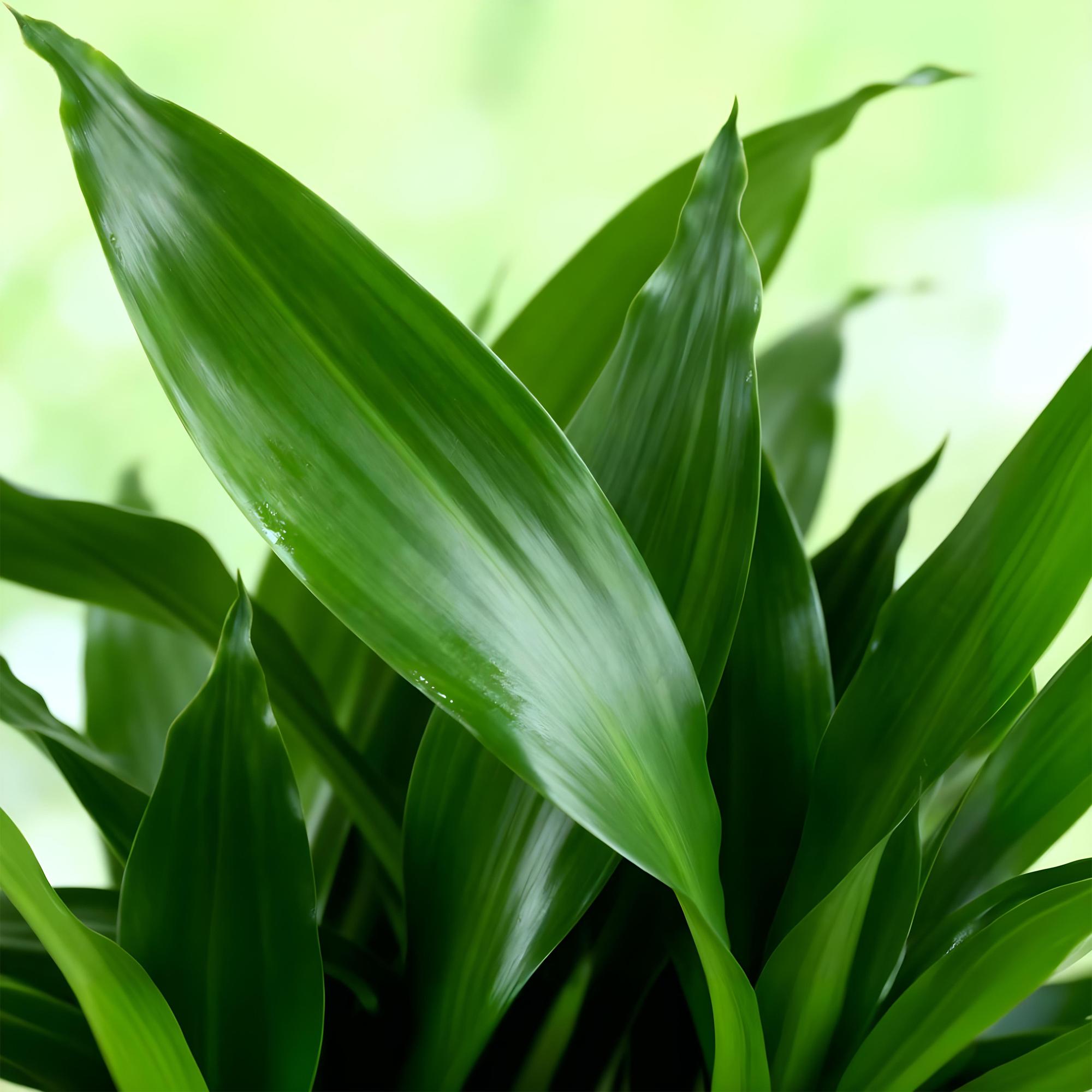 Dracaena fragrans Steudneri - Drakenbloedboom - Weinig onderhoud - met mand - Groen - 1 Plant - Pot 17cm - Hoogte 50-55cm