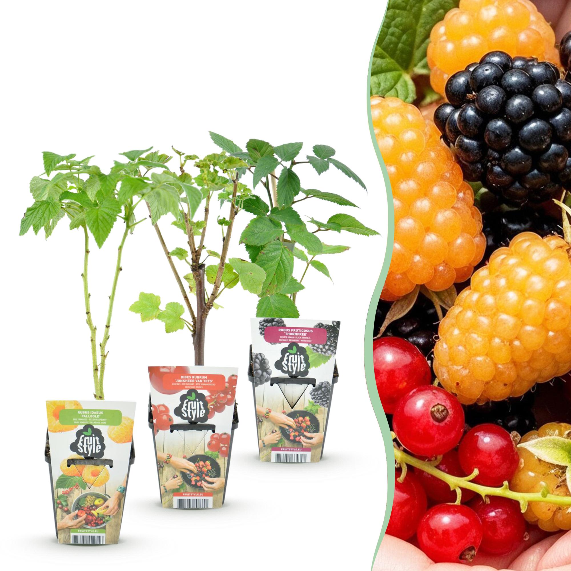 Tricolour - Rode Bes - Gele Framboos - Zwarte Braam  - Winterhard - 3 Planten - Pot  9cm