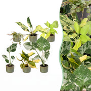 Baby Planten Tropical Mix - Diversen 6x - Tropisch - incl. Linnea Olive - Ø6cm - ↕10-15cm
