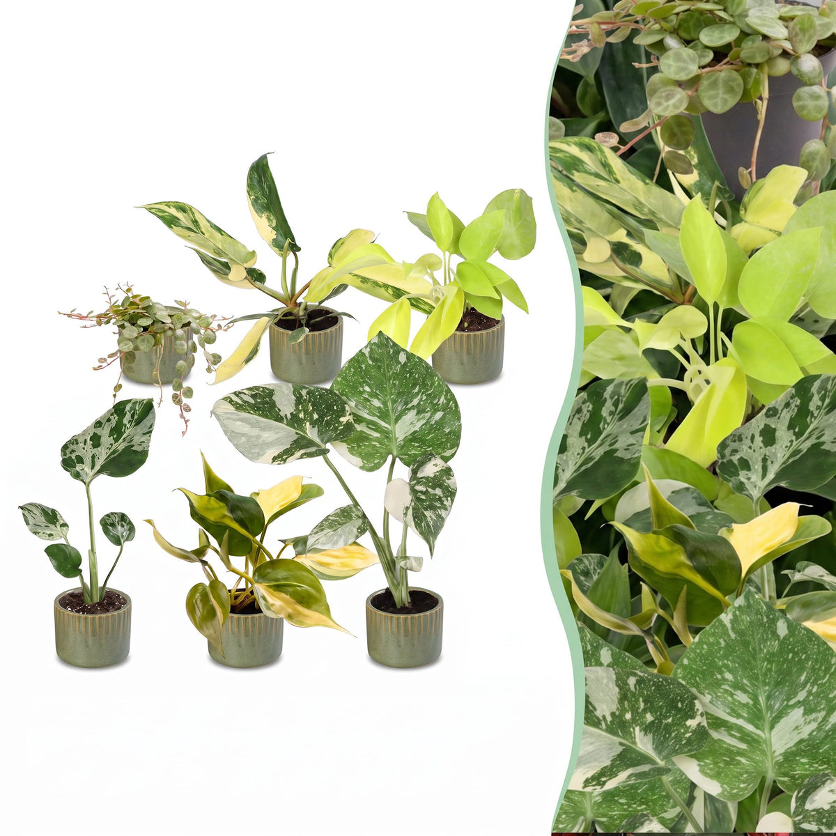 Baby Planten Tropical Mix - Diversen 6x - Tropisch - incl. Linnea Olive - Ø6cm - ↕10-15cm