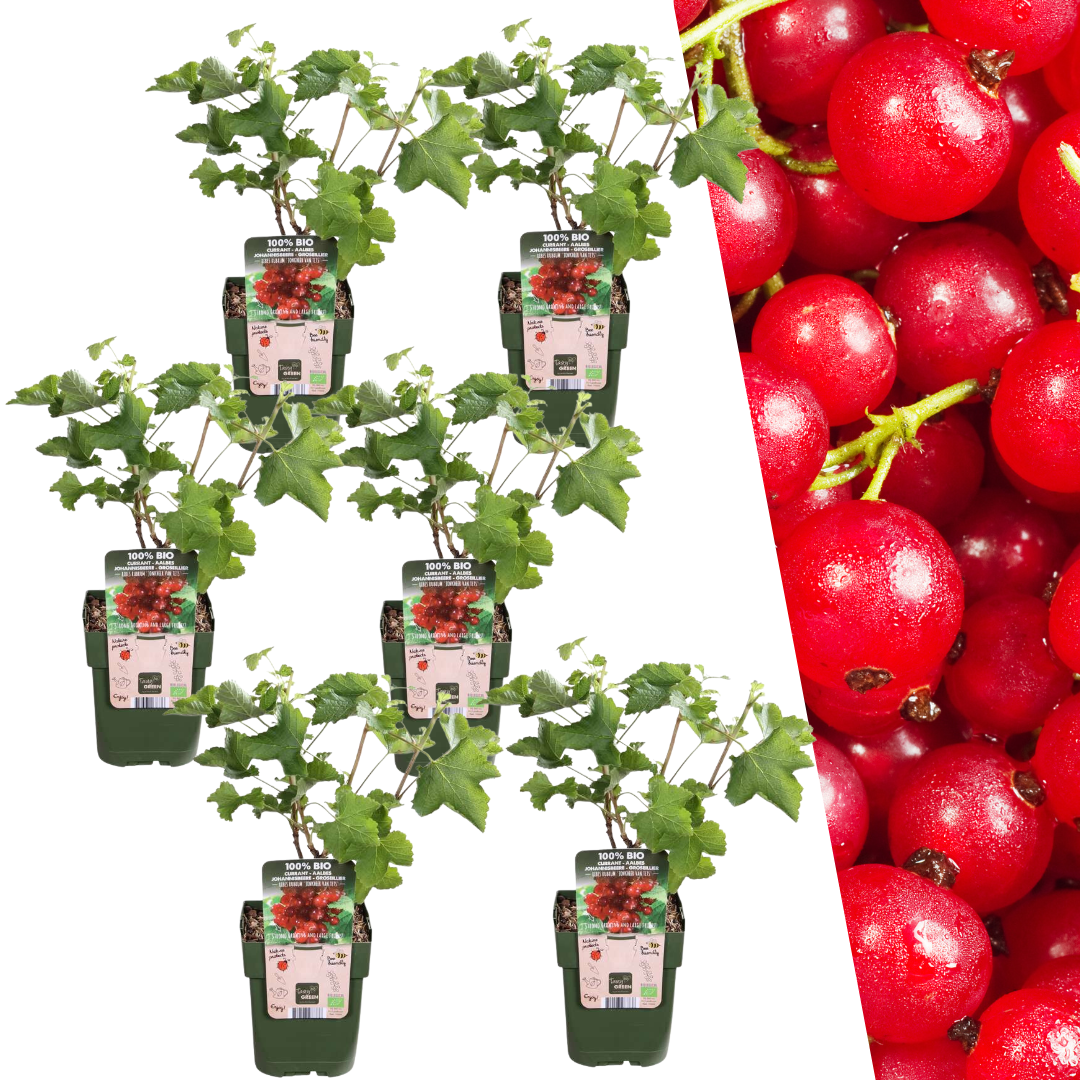 6 Bio-Stachelbeerpflanzen – Ø 13 cm – ↨ 20 cm