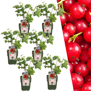 6 Bio-Stachelbeerpflanzen – Ø 13 cm – ↨ 20 cm