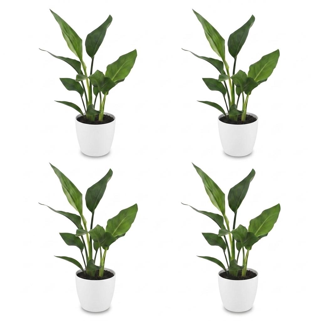 Strelitzia Reginea - Paradijsvogelbloem - 4x - met Potter Wit - Pot 12cm - Hoogte - 35cm