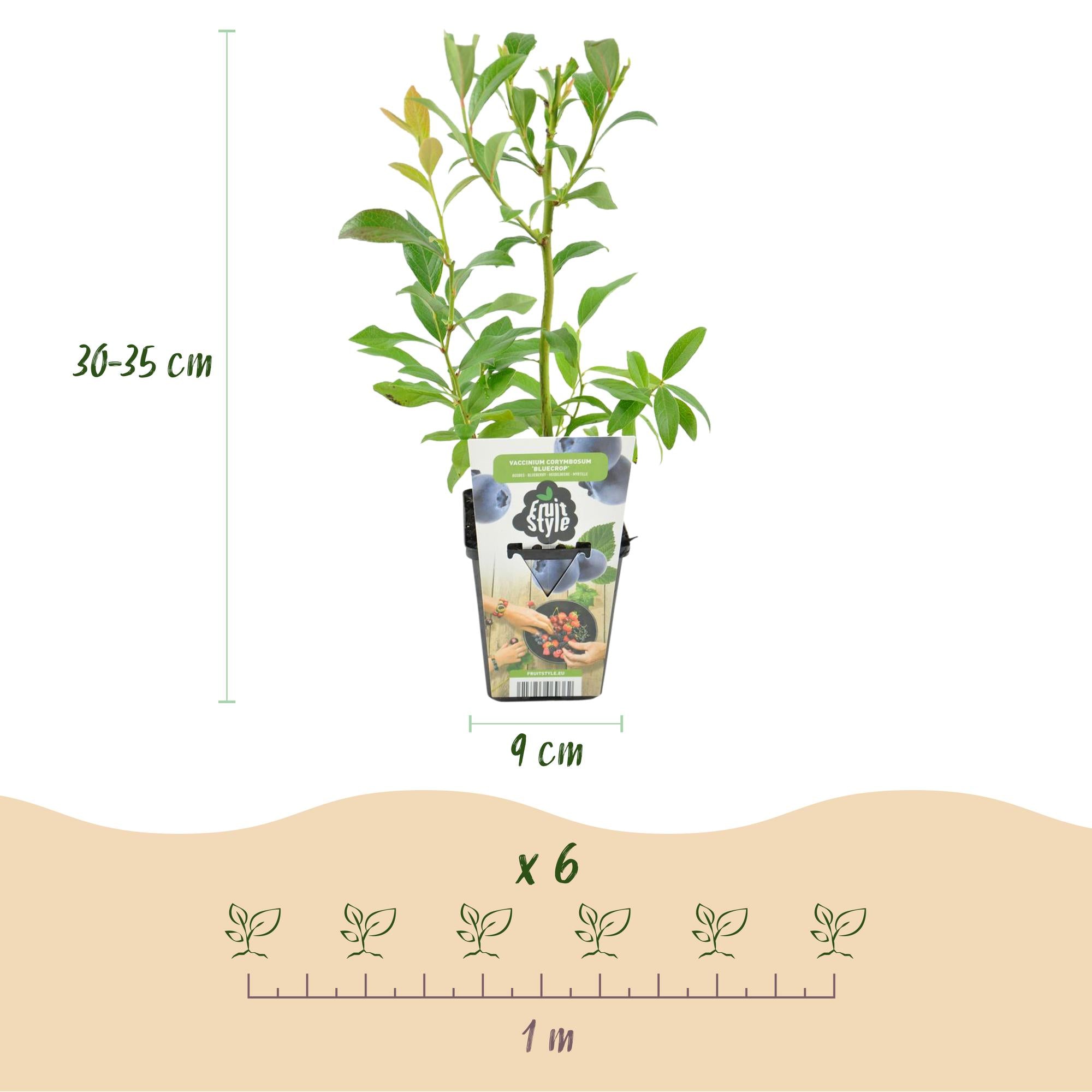 Blauwe Bes - Vaccinium corymbossum Bluegold - Winterhard - 6 Planten - Pot 9 cm - Blauwe Bes