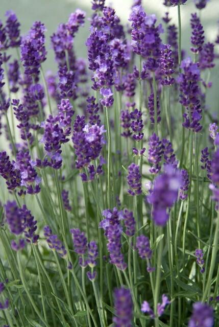 60x Lavandula ang. 'Dwarf Blue' - ↕10-25cm - Ø9cm