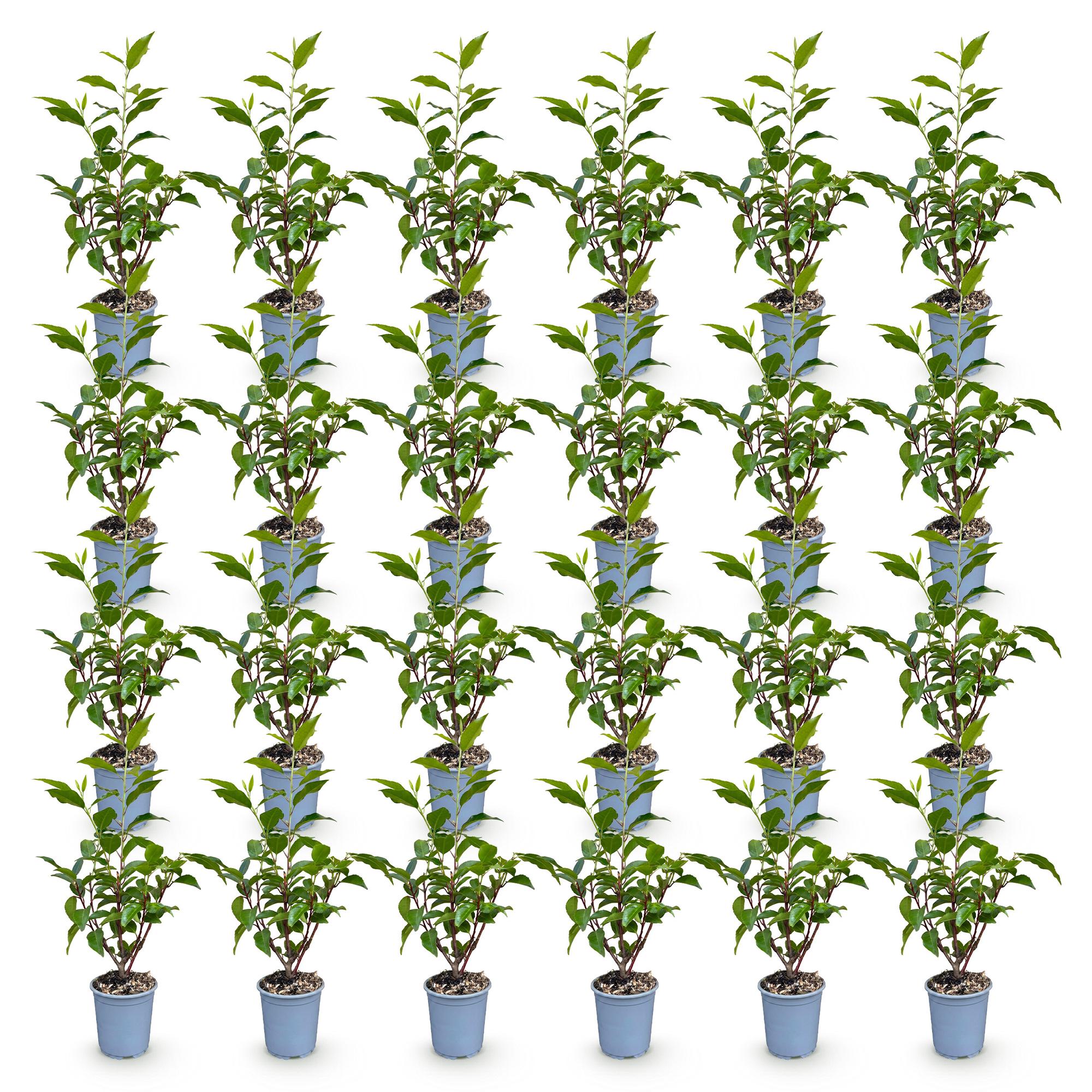Prunus lusitanica Angustifolia - Portugese Laurier 24x - Haagplanten - Groenblijvend - Groen - Pot 9cm - Hoogte 25-35cm
