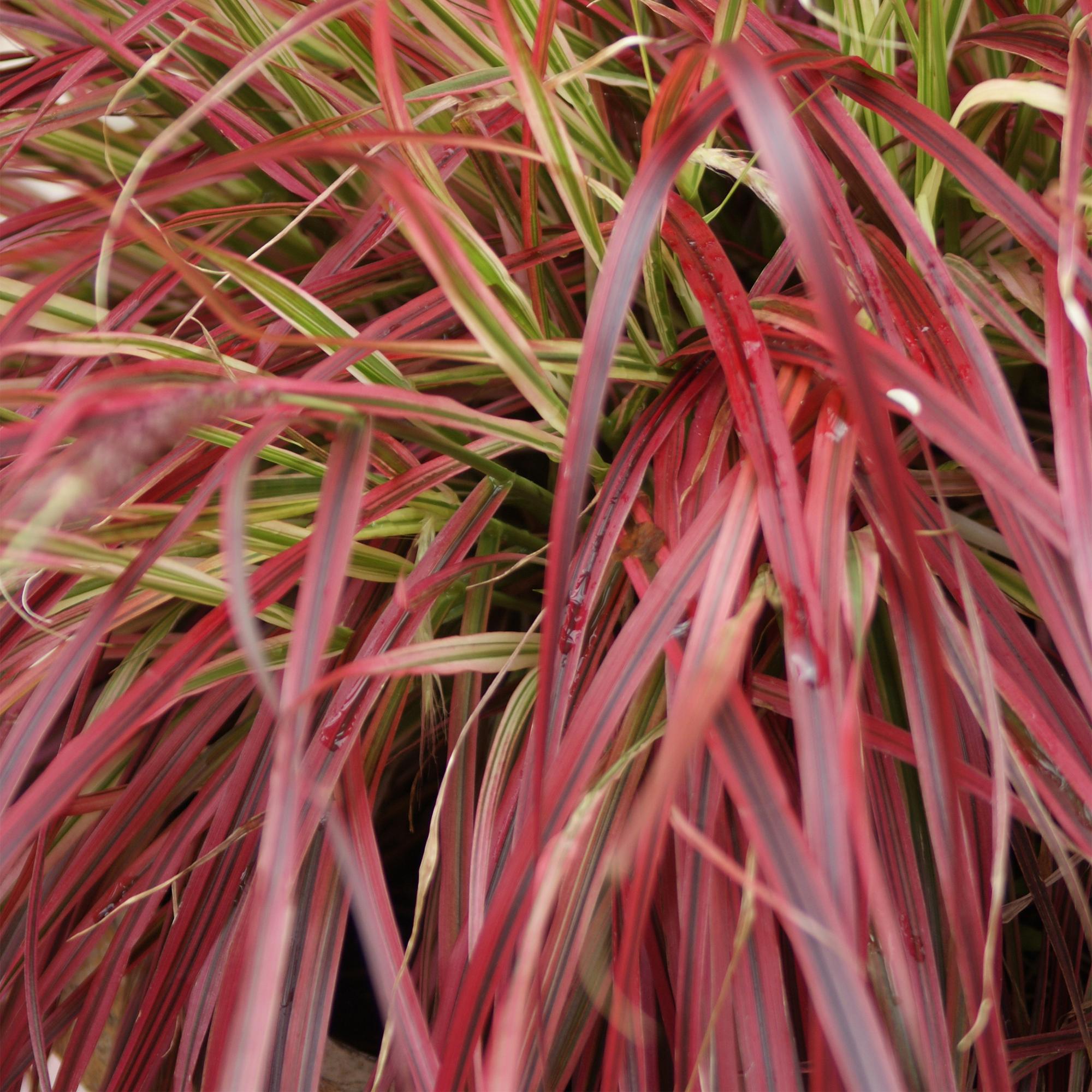 Uncinia rubra Everflame  - Rood - 1 Plant - Groenblijvend - Winterhard - Pot 17cm Hoogte 50cm