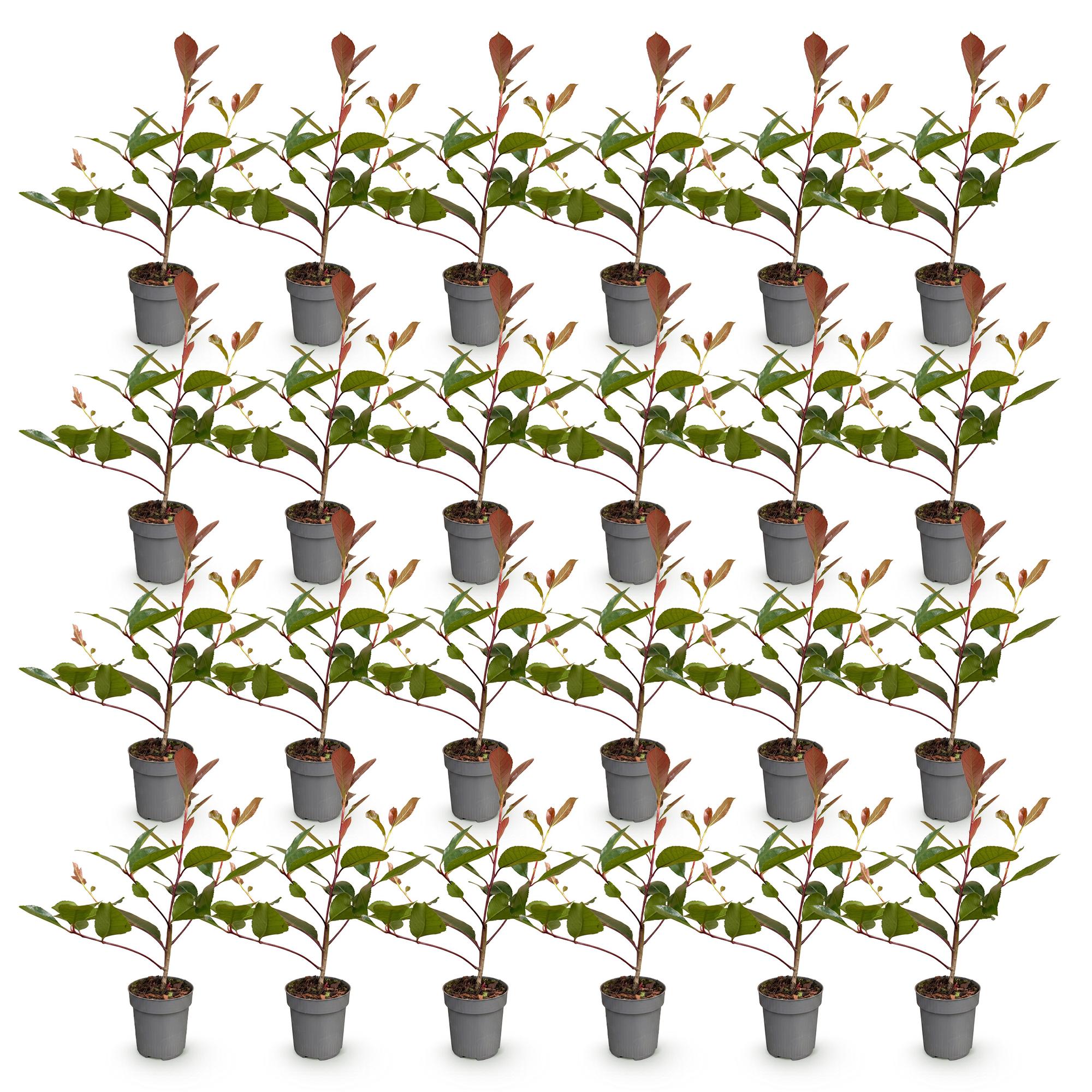Photinia fraseri Red Robin - Glansmispel - 24x - Haagplanten - Groenblijvend - Rood - Pot 9cm - Hoogte 25-35cm