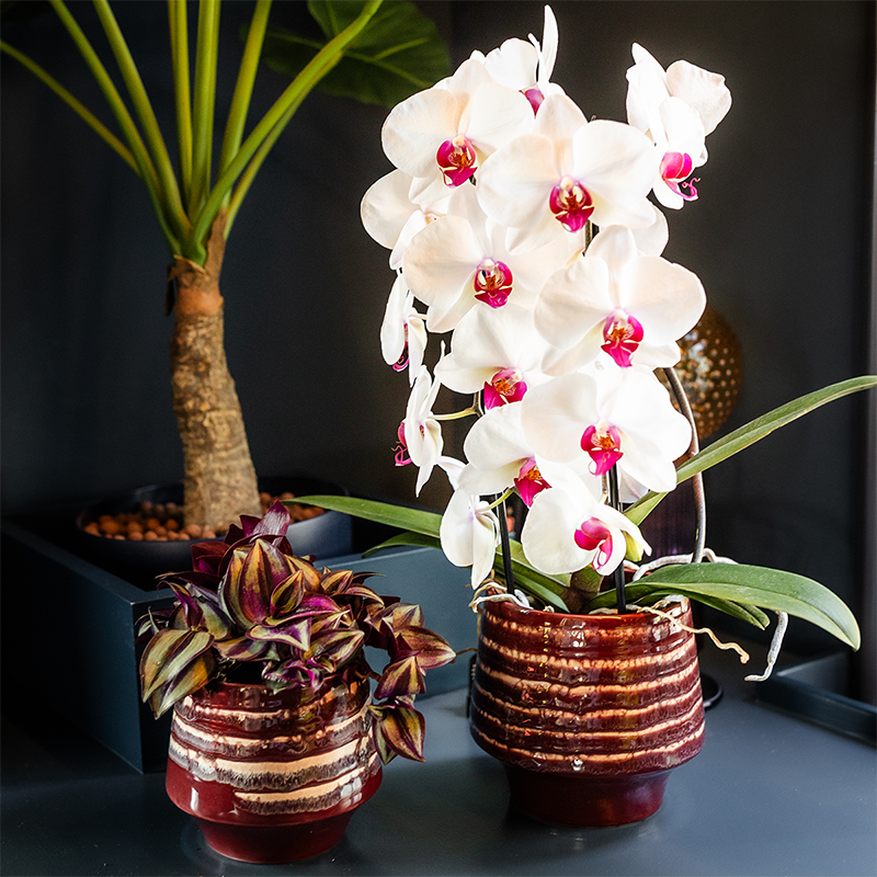 Kolibri Home | Moonstone Burgundy sierpot - Ø12cm