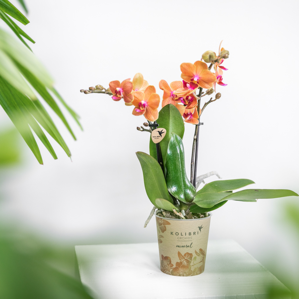 Kolibri Orchids | Orquídea Phalaenopsis naranja - Mineral Bolzano - maceta de 9 cm de diámetro | planta de interior con flor - recién salida del vivero