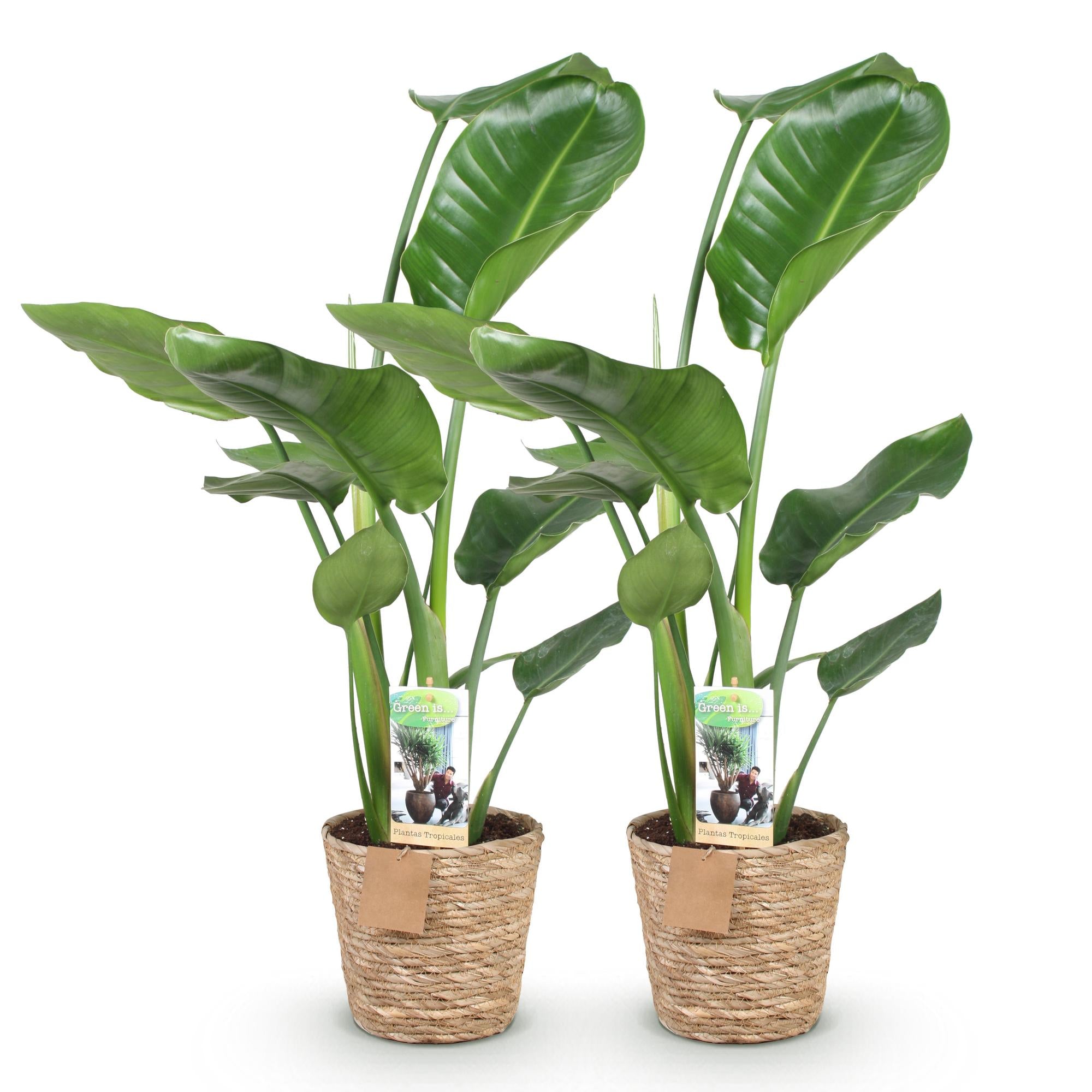 Stelitzia Nicolai - Paradijsvogelbloem - Weinig onderhoud - met mand - Groen - 2 Planten - Pot 17cm - Hoogte 70-90cm