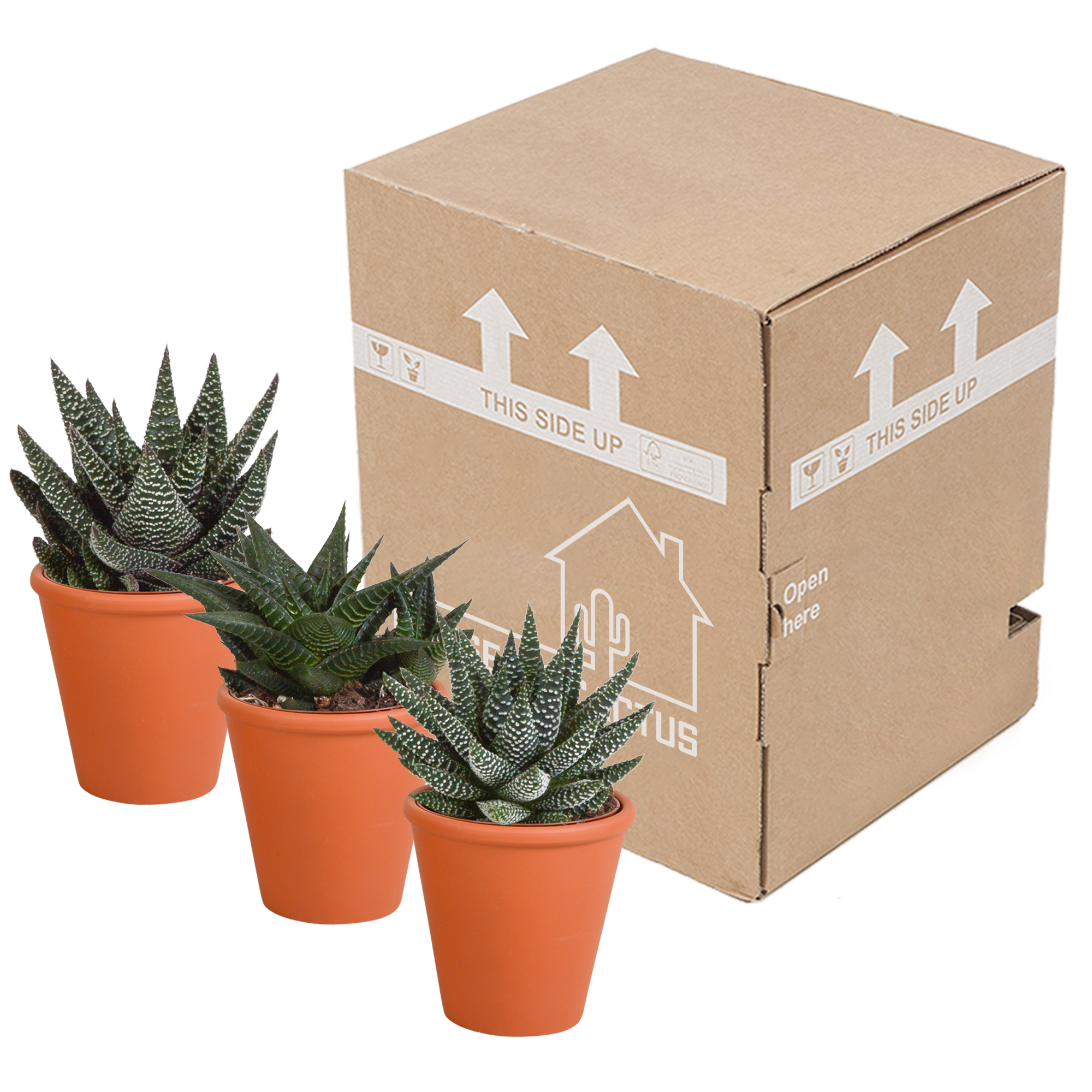 Gasteria/Haworthia mix 8,5cm - 3x - in terracotta pot
