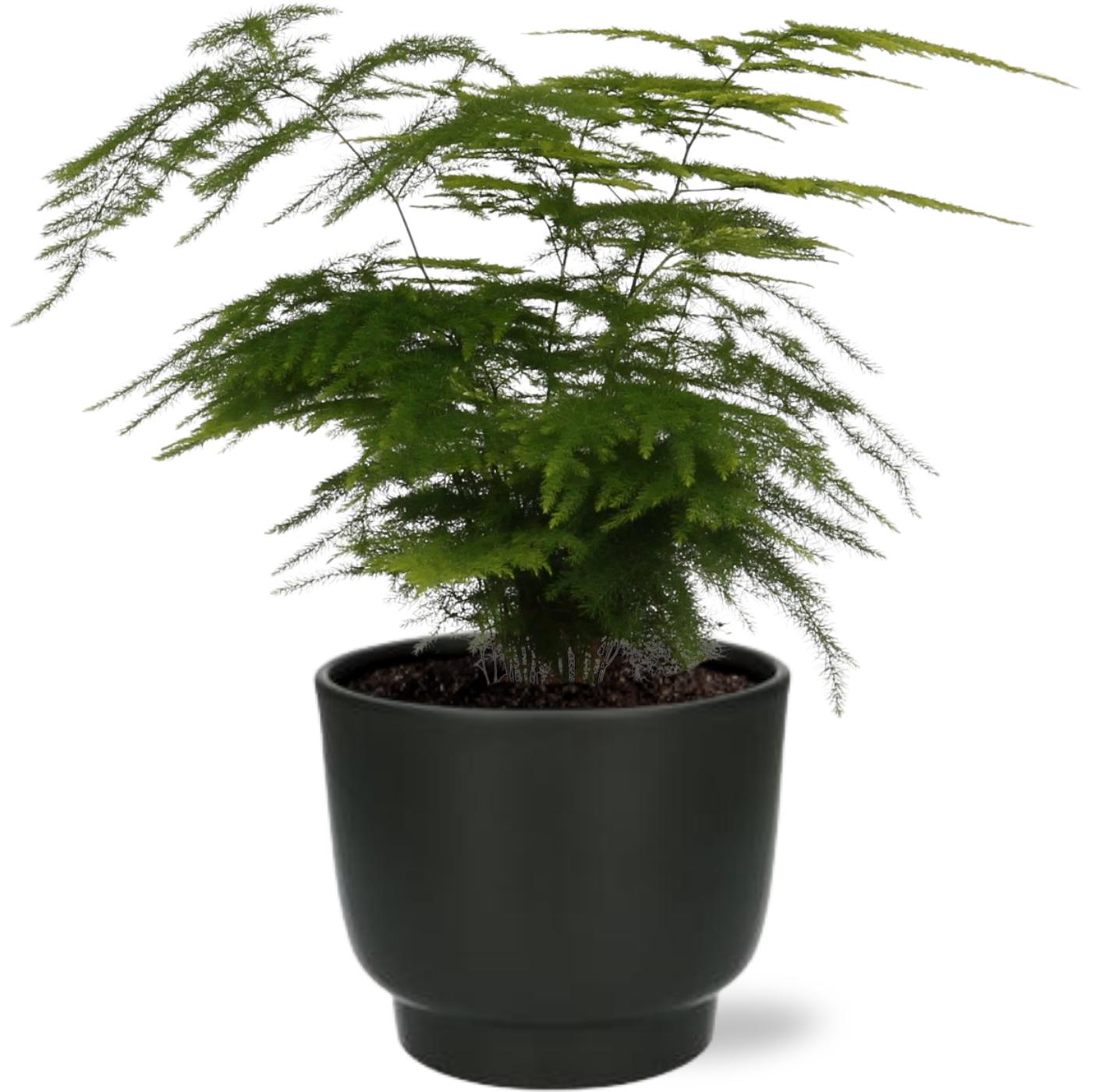 Asparagi Setaceus - Ø12cm - ↕35cm + Vaso Potenza D13x11cm - Nero