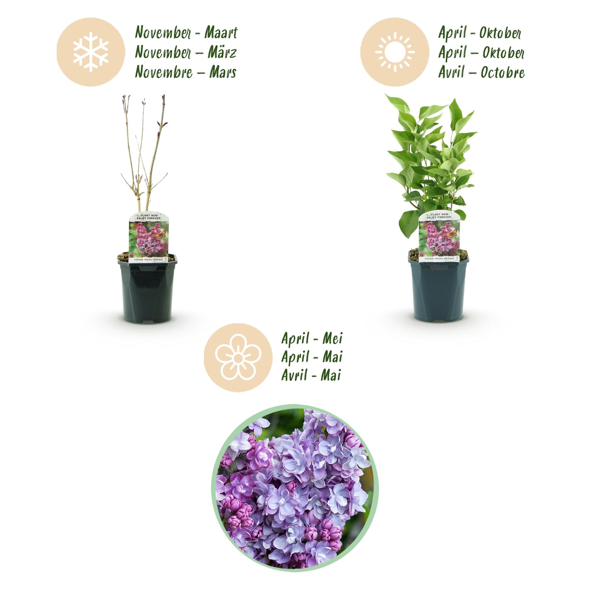 Syringa vulgaris Michel Buchner - Gewone Sering - Winterhard - Roze - 1 Plant - Pot 17cm - Hoogte 45cm