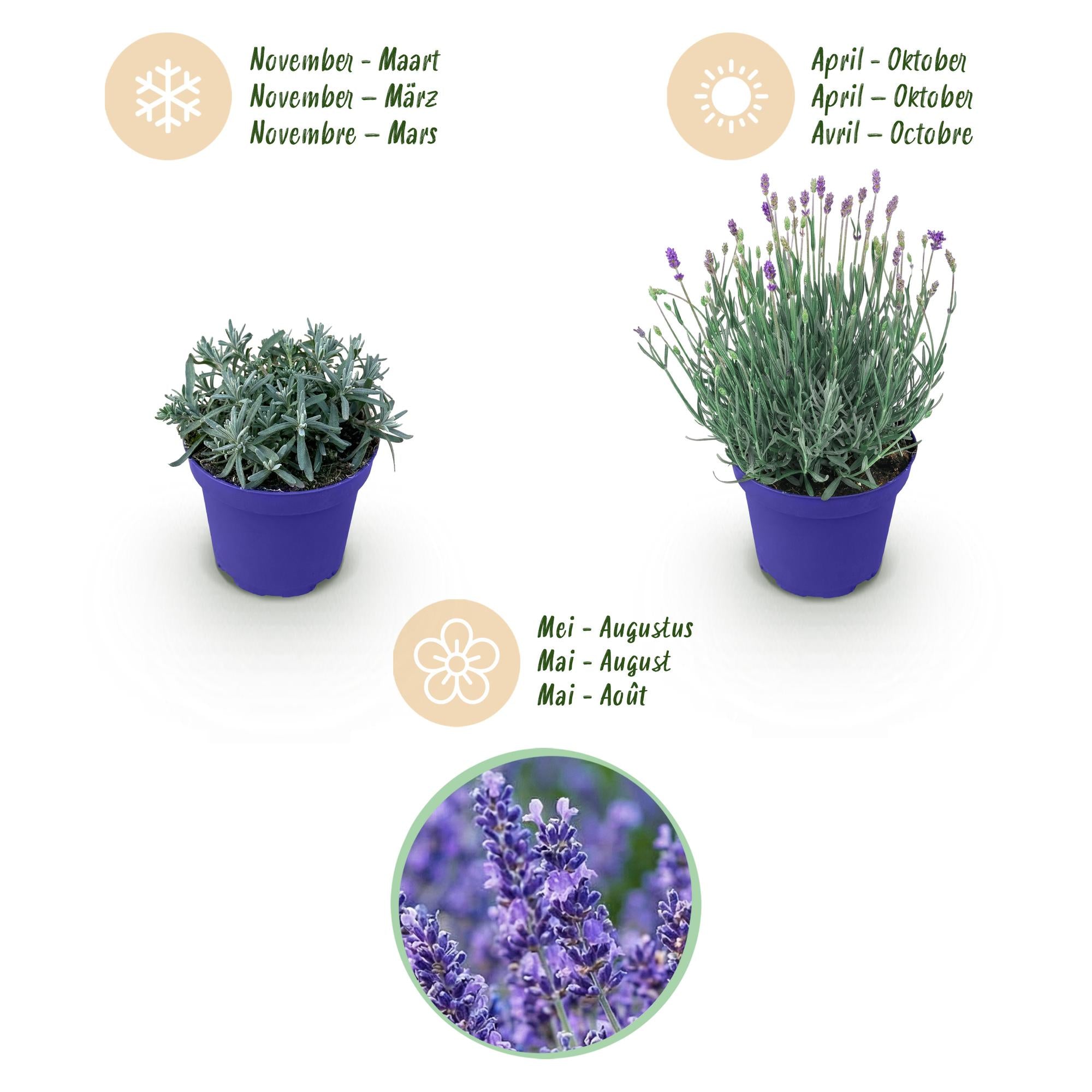 Lavandula angustifolia Hidcote - Lavendel - Winterhard - Paars - 9 Planten - Pot 12cm - Hoogte 20-25cm