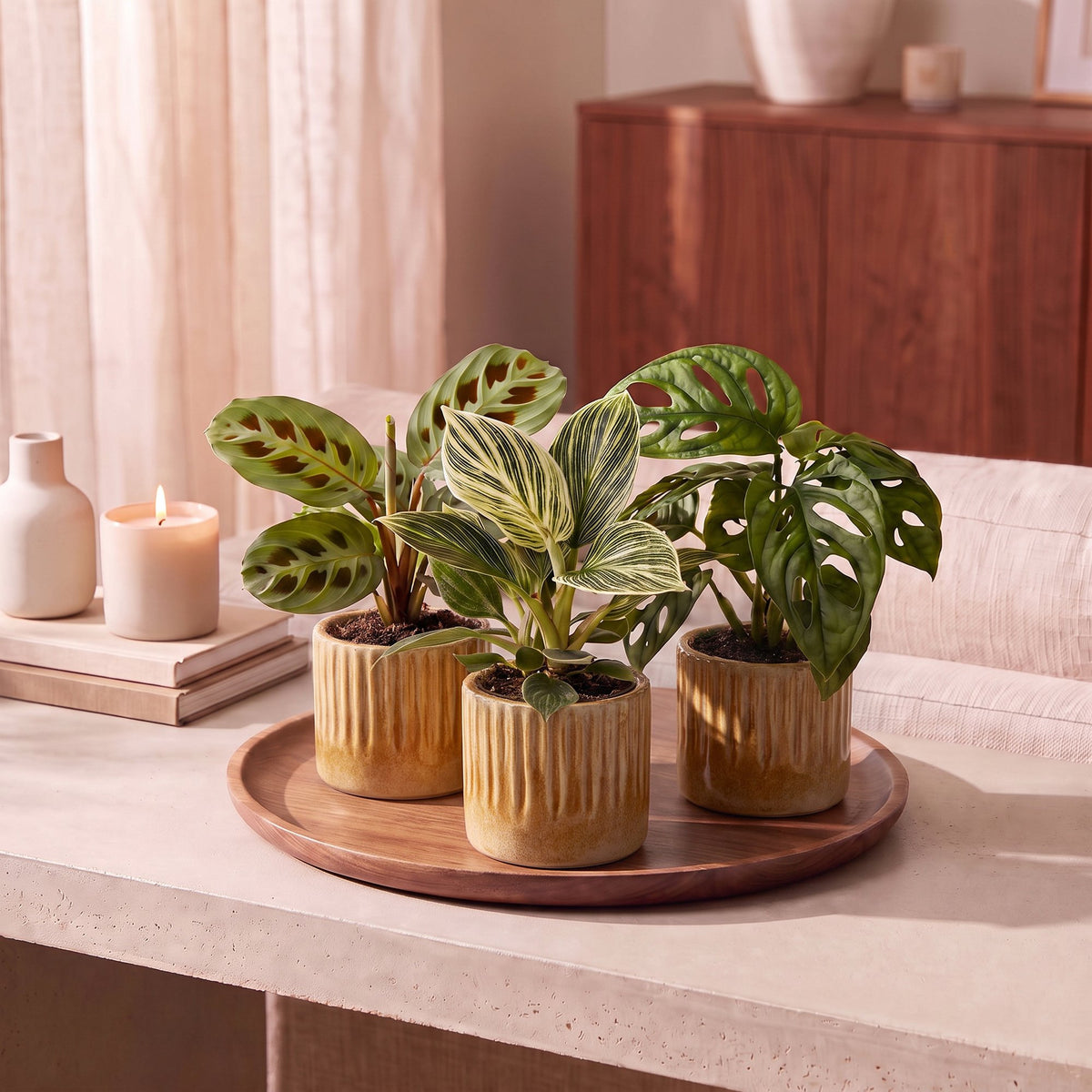 Baby Plants Surprise Box 3x - Verrassingsbox kleine planten - Diversen - Tropisch - incl. Linnea Honey - Ø6cm - ↕5-15cm
