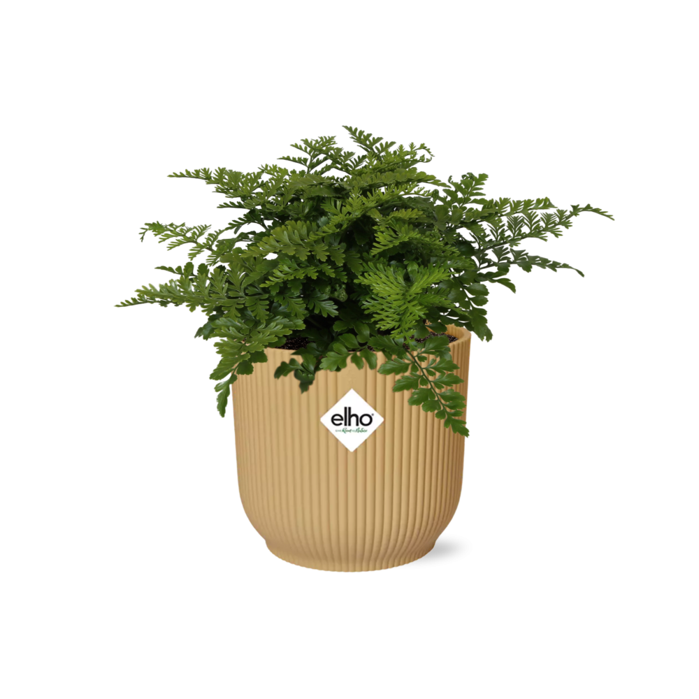 Asplenium Parvati en ELHO Vibes Fold 14cm jaune