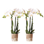 Kolibri Orchids | OFERTA COMBINADA de 2 orquídeas Phalaenopsis blancas - Amabilis - maceta de 9 cm de diámetro | planta de interior con flor - recién cultivada