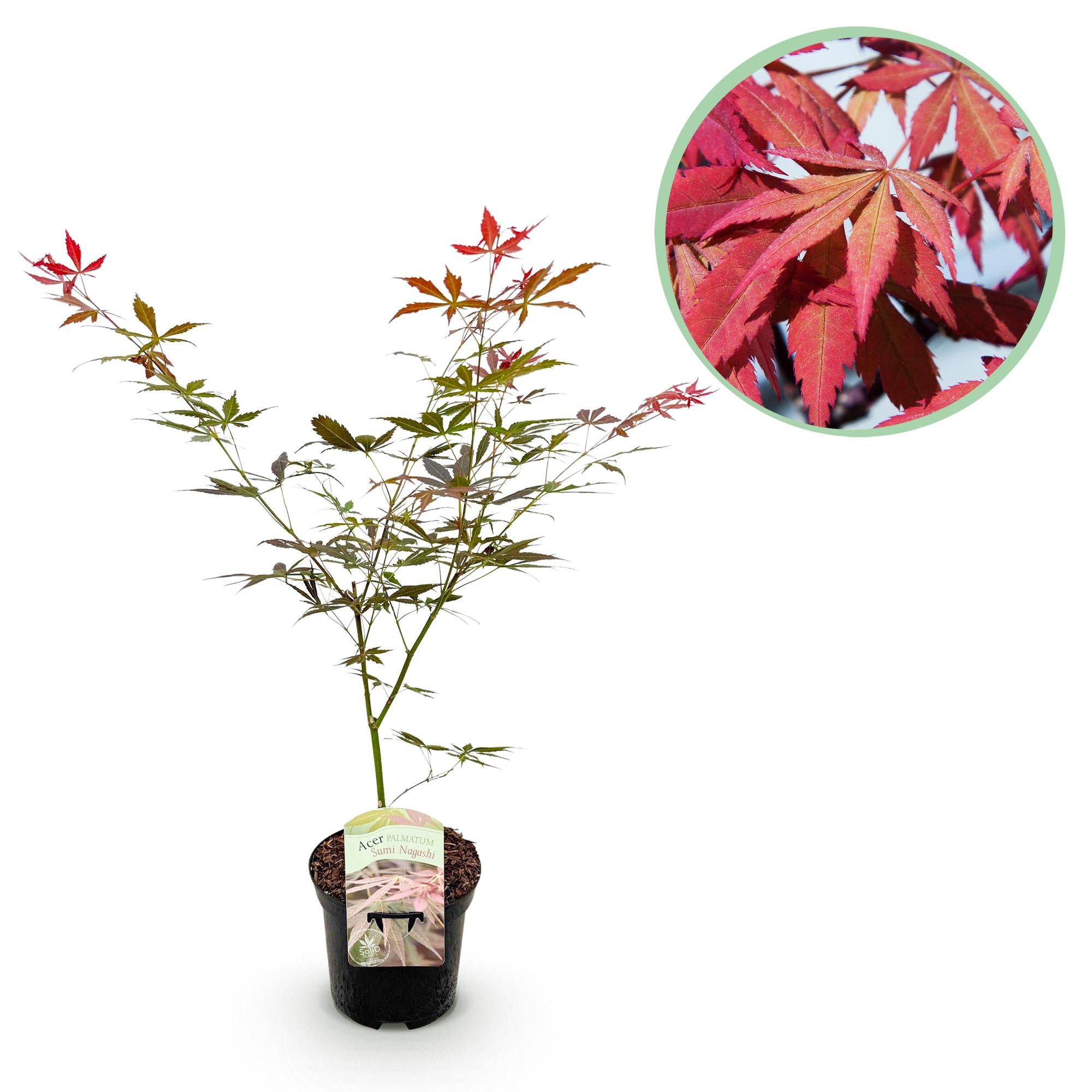 Green boutiQ - Terrassenpflanze - Japanischer Ahorn - Acer palmatum Sumi-nagashi - Rot - 1 Pflanze - Laubabwerfend - Topf 19cm Höhe 70cm
