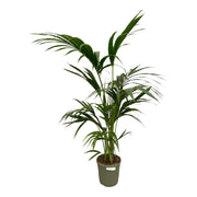 Kentia Palm - 130 cm - Ø24cm