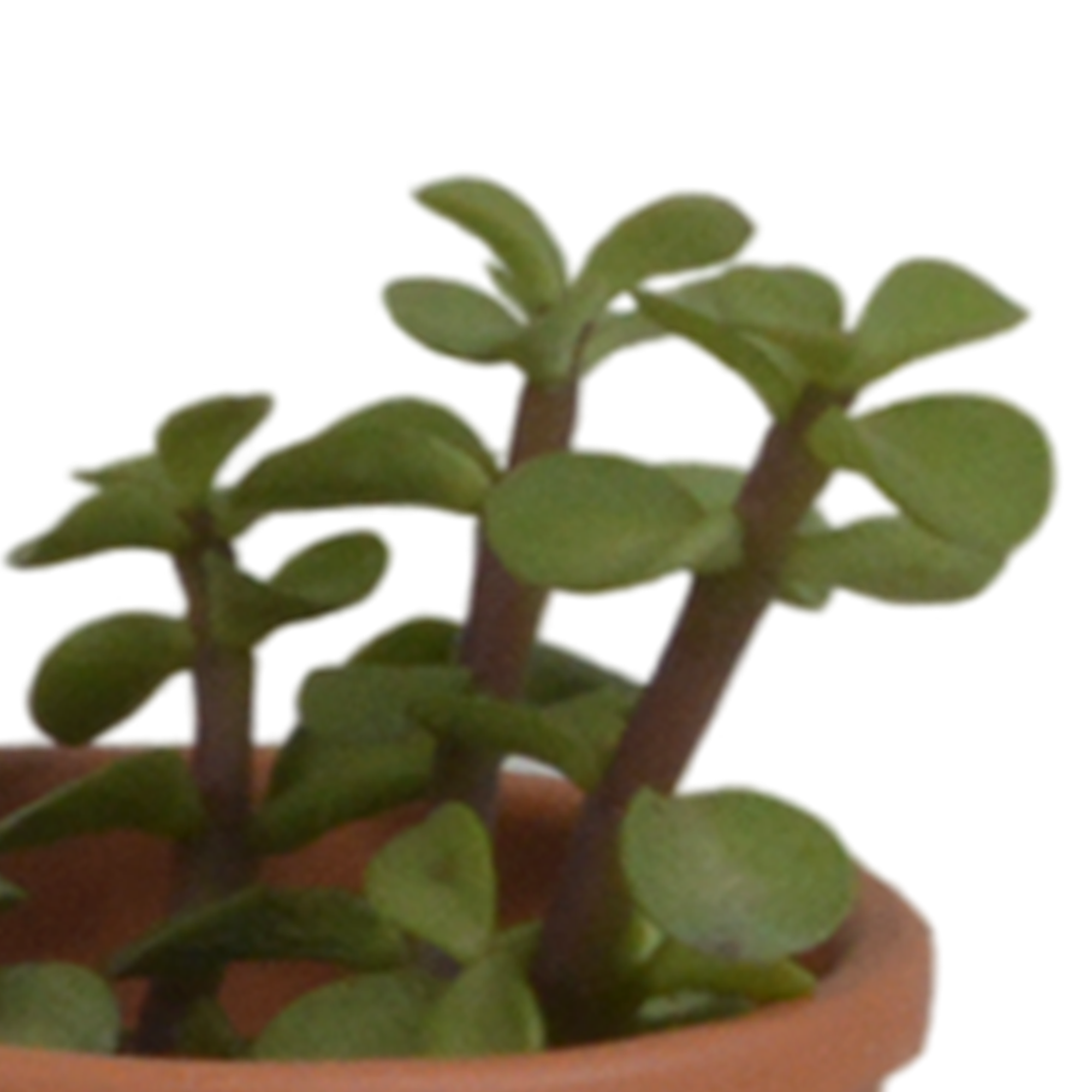 Succulent mix 5.5 cm - 5x - in terracotta pot