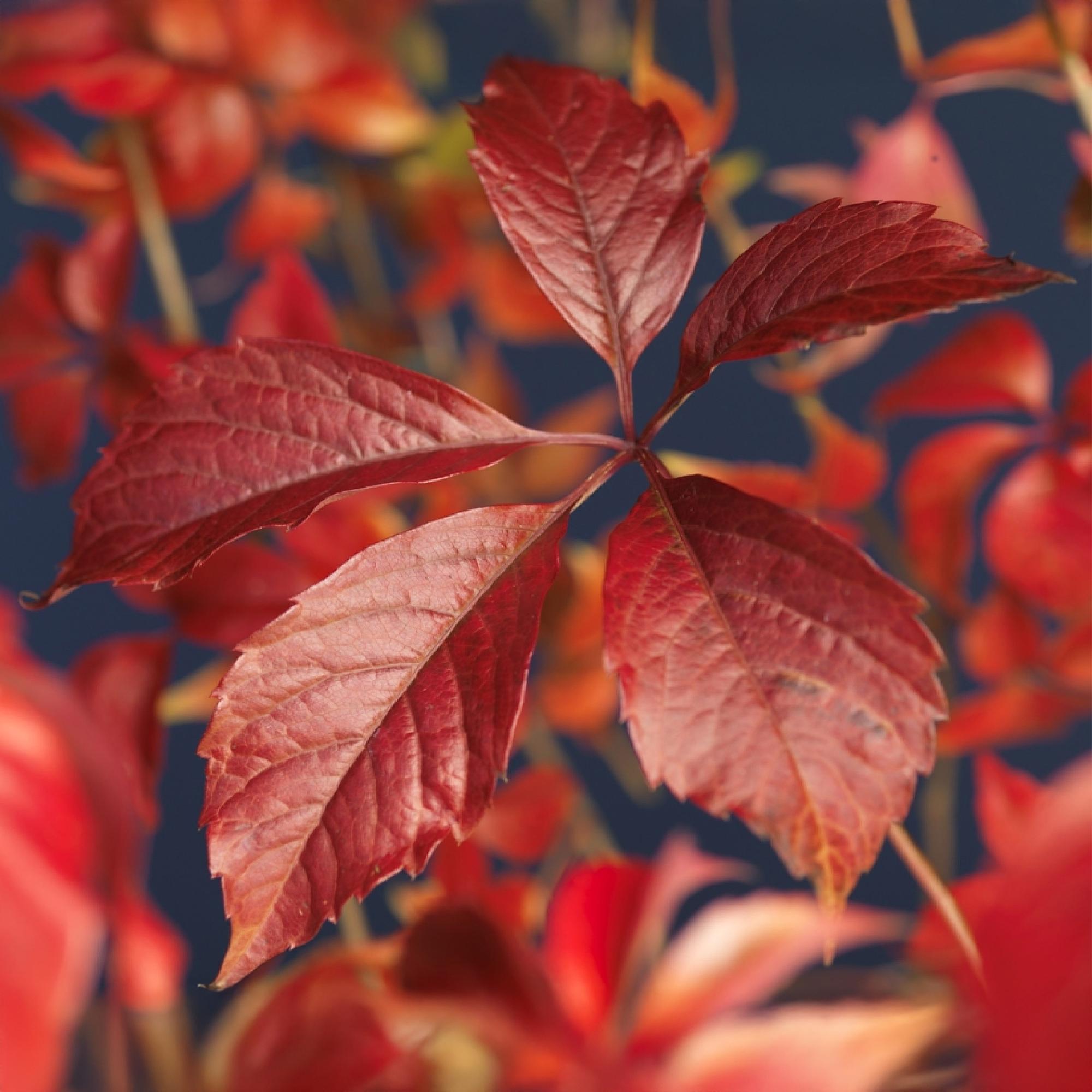 Green boutiQ – Wilde Weinrebe – Parthenocissus engelmannii – Blattgrün, später rot – Pflegeleicht – 2 Pflanzen – Topf: 11 cm, Höhe: 40 cm