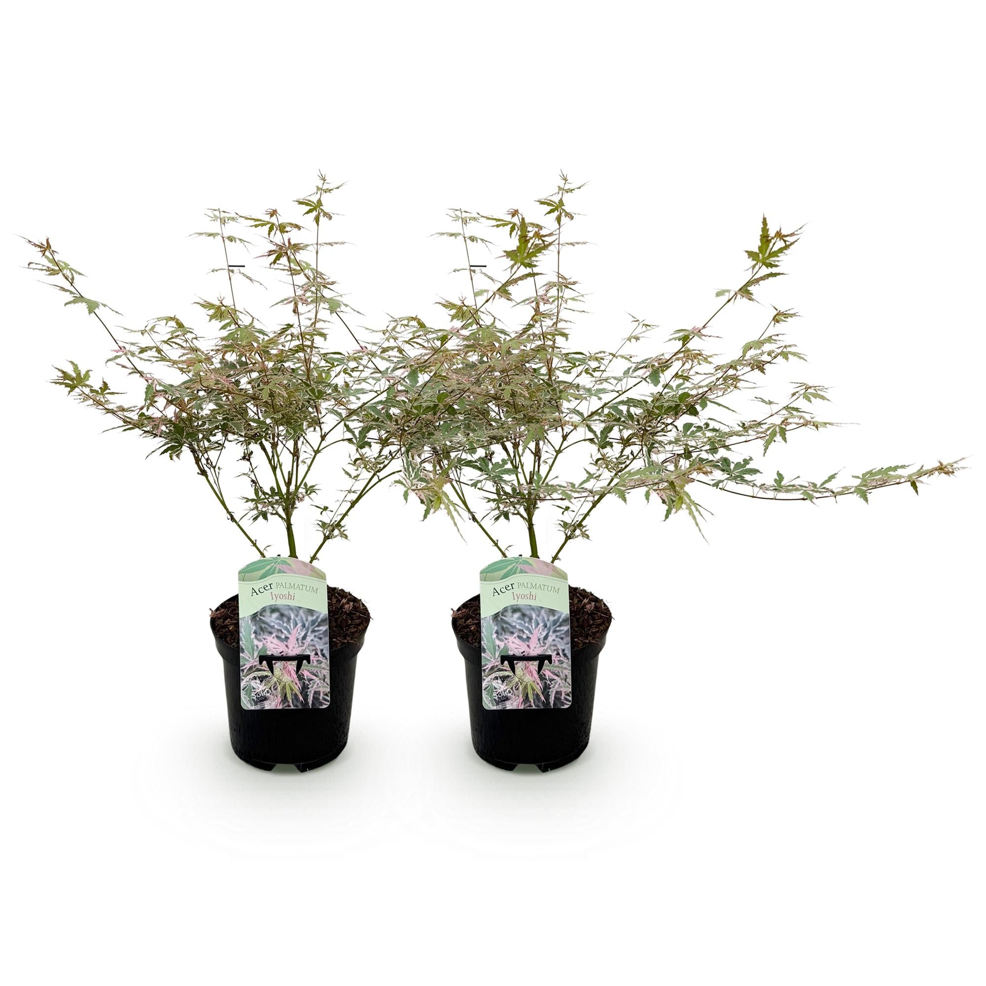 Green boutiQ - Terrassenpflanze - Japanischer Ahorn - Acer palmatum Iyoshi - Rosa - 2 Pflanzen - Laubabwerfend - Topf 19cm Höhe 70cm