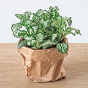 Fittonia White - White Tiger - Plante mosaïque - Plante pour terrarium - Pot de 8 pouces