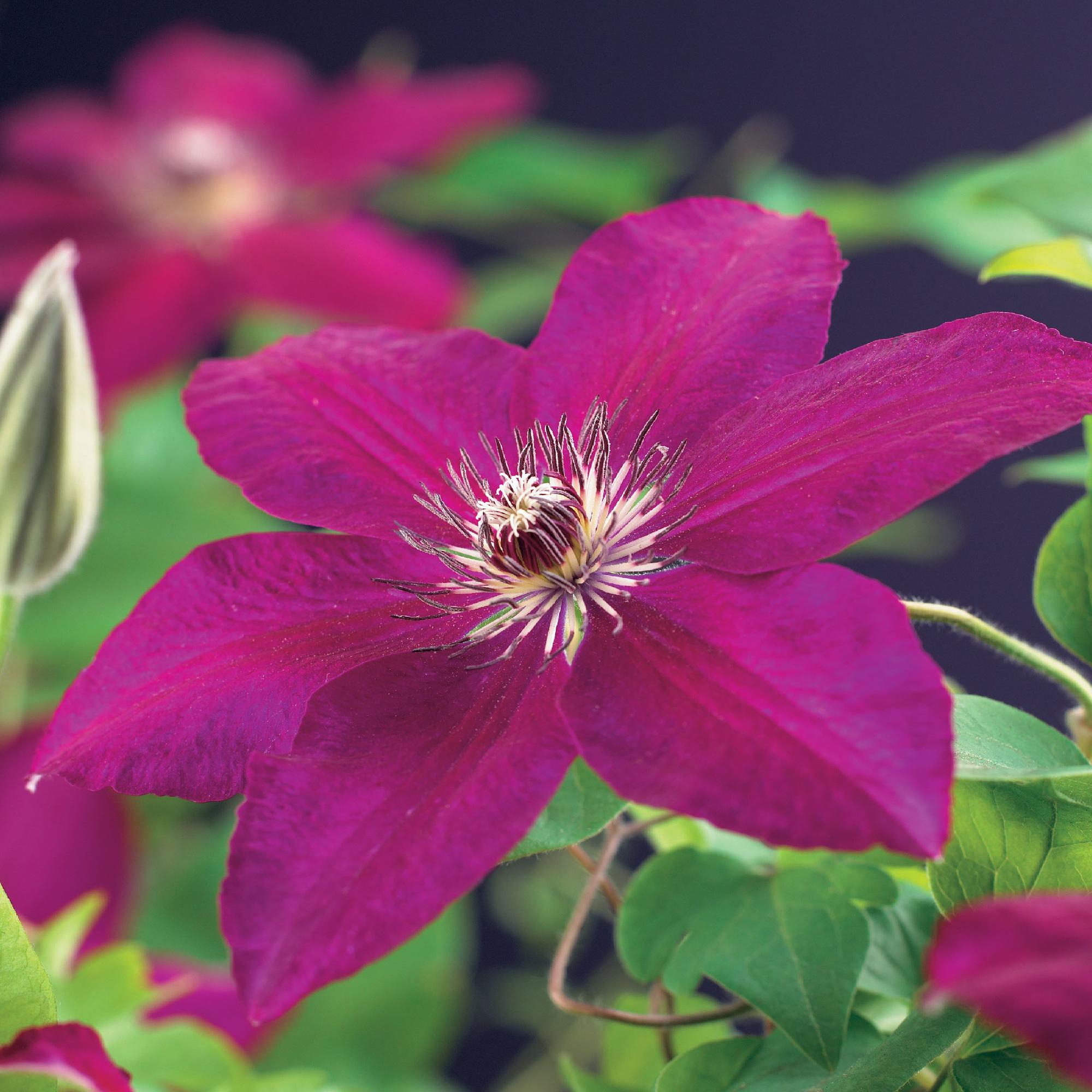 Clematis Westerplatte - Bloem Rood - Weinig onderhoud -2 planten -  Pot 11cm Hoogte 40cm