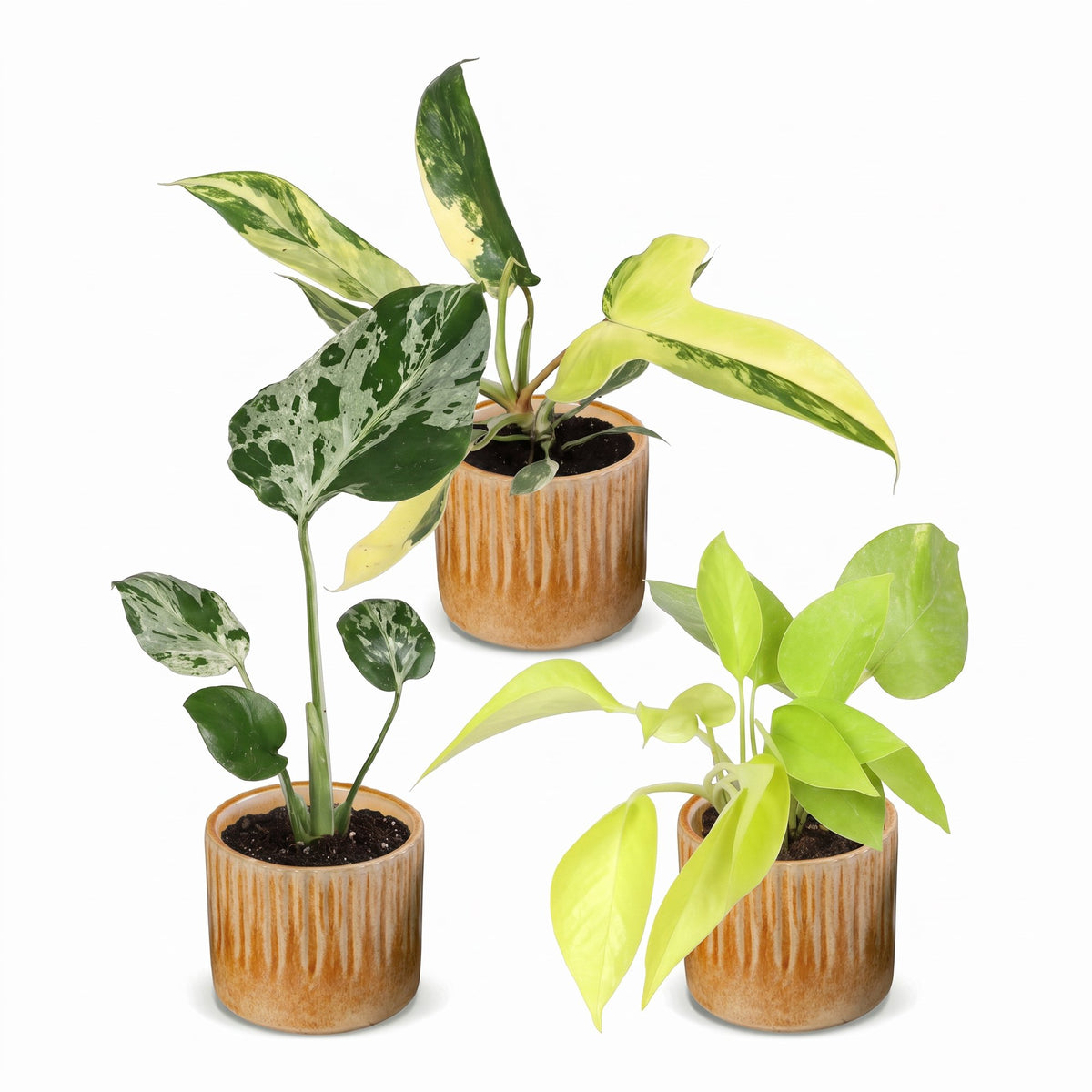 Baby Planten Tropical Mix - Diversen 3x - Tropisch - incl. Linnea Honey - Ø6cm - ↕10-15cm