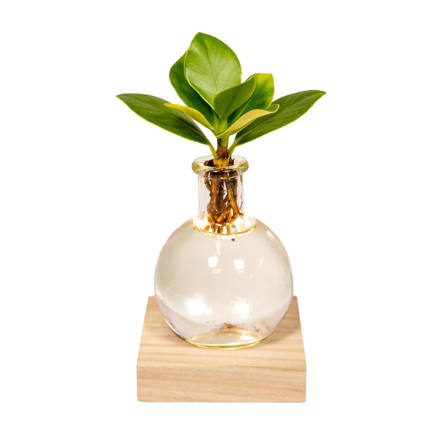 Clusia en verre de Samoa avec éclairage LED - Ø4cm - ↕10cm