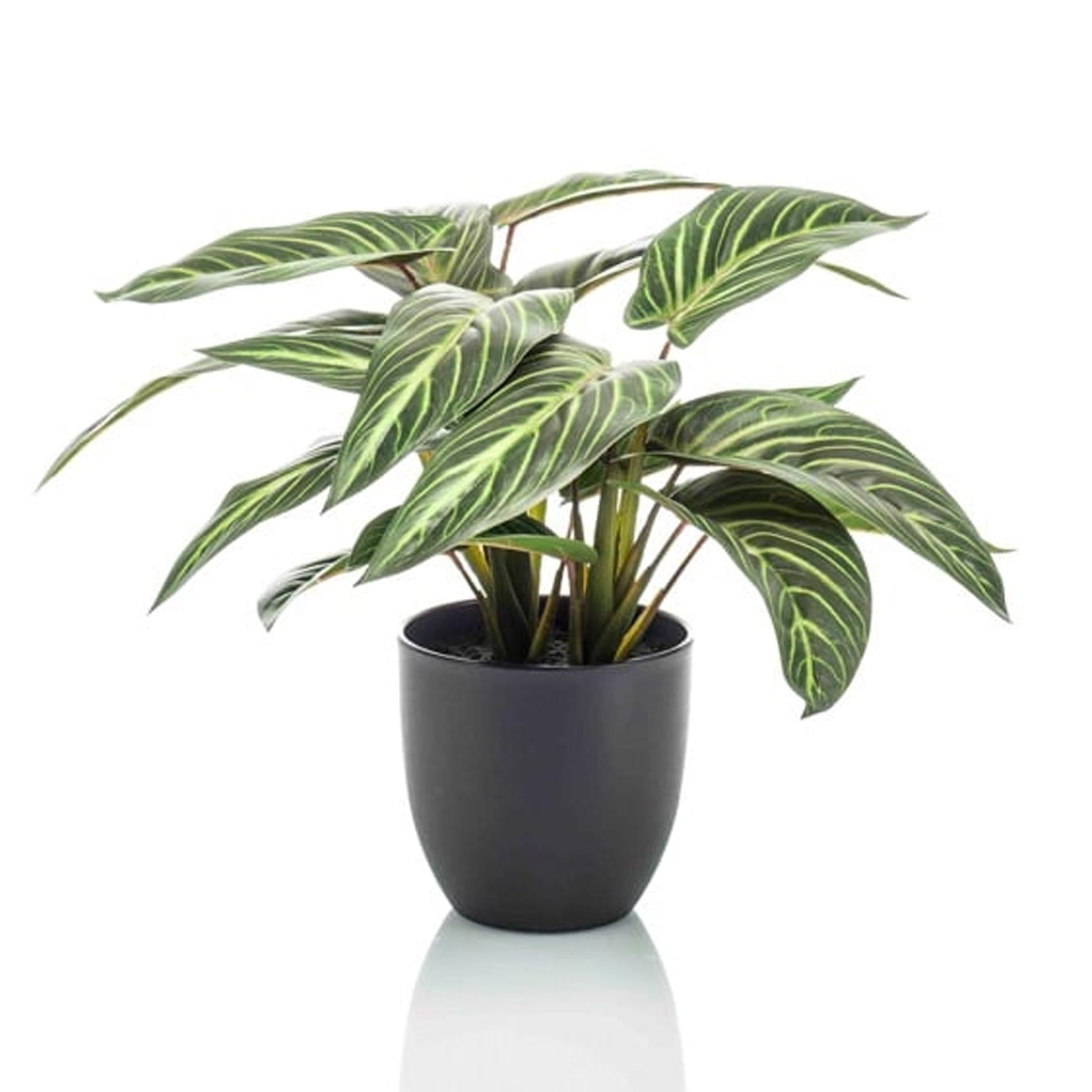 Calathea Zebrina in vaso nero - altezza 42 cm - Pianta artificiale