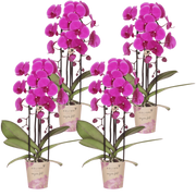 Kolibri Orchids | Combi Deal - 4 Paarse Phalaenopsis Orchideeën Niagara Fall Free Ride - Ø12 cm