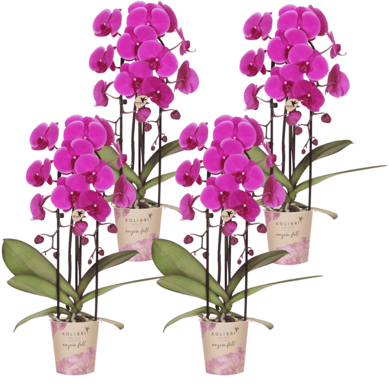Kolibri Orchids | Combi Deal - 4 Paarse Phalaenopsis Orchideeën Niagara Fall Free Ride - Ø12 cm