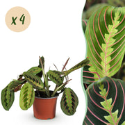 Maranta Fascinator Tricolour - Gebedsplant - Huisdiervriendelijk - Groen - 4 Planten - Pot 12cm - Hoogte 30-35cm