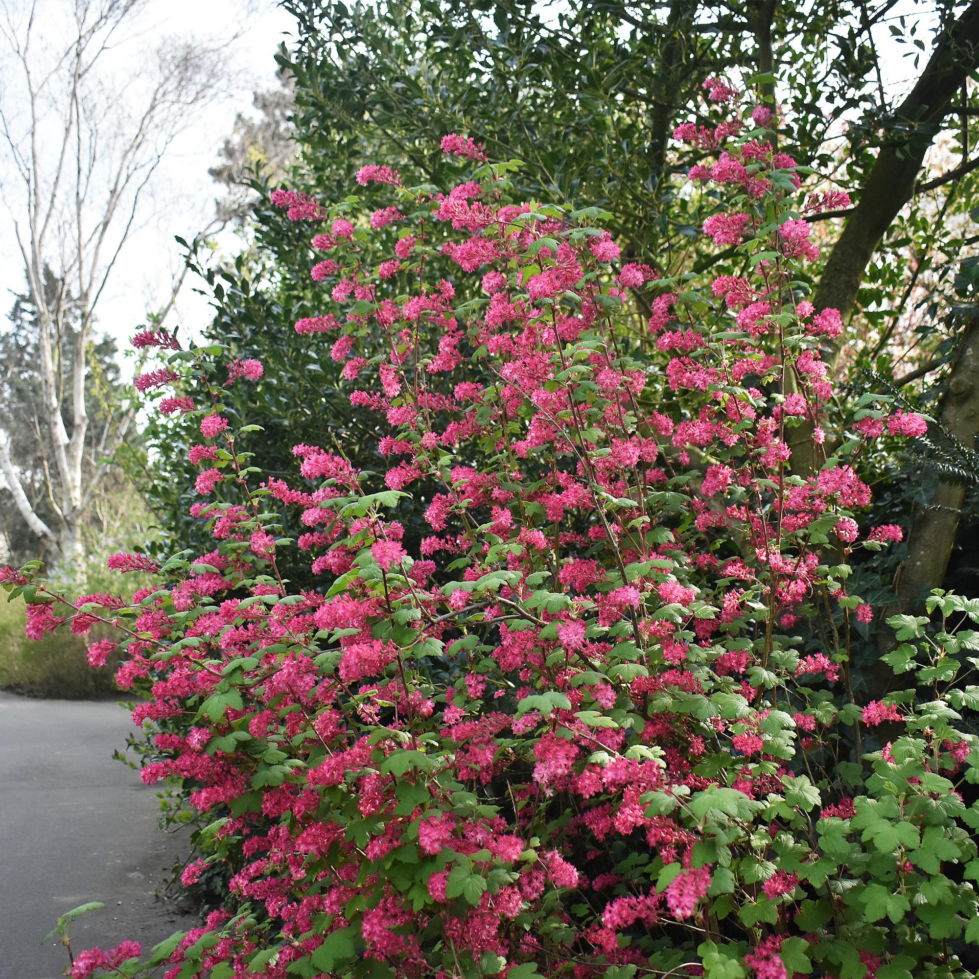 Ribes sanguineum Kind Edward - Bloem Rood - 1 Plant - Bladverliezend - Weinig Onderhoud - Pot 17cm Hoogte 45cm