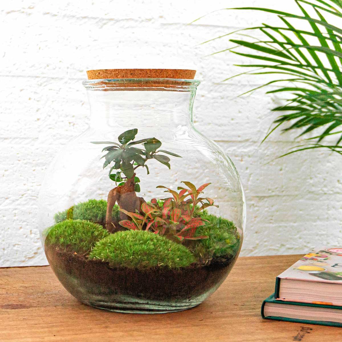 DIY terrarium - Teddy bonsai - ↕ 26.5 cm - Rake + Shovel + Tweezer