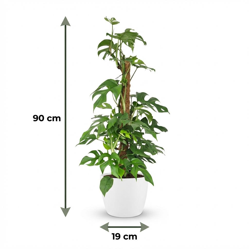 Mini Gatenplant - Monstera Minima Mosstok - Groen - Weinig onderhoud - 1 Plant - met Potter Wit - Pot 19cm - Hoogte 90cm