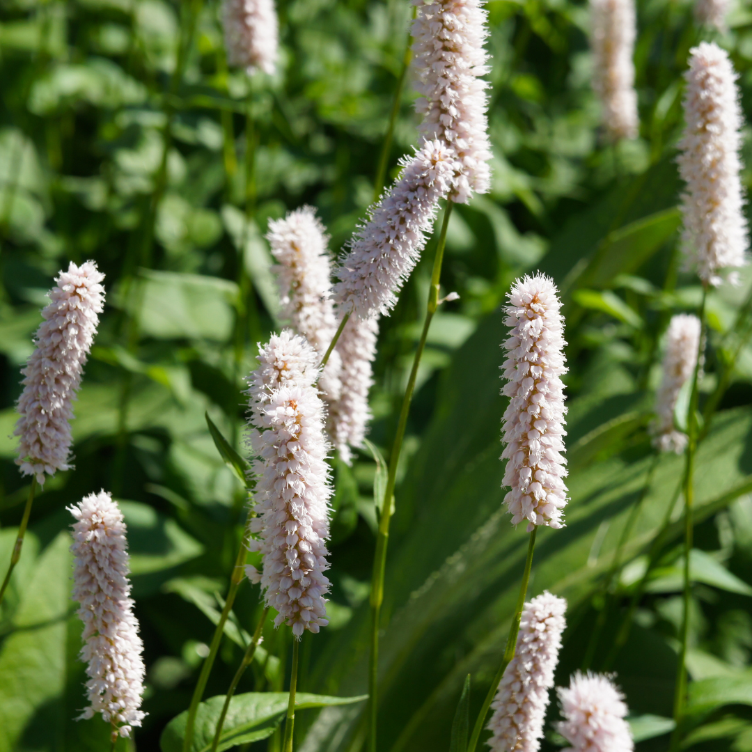 12x Persicaria bistorta 'Superba' - ↕10-25cm - Ø9cm