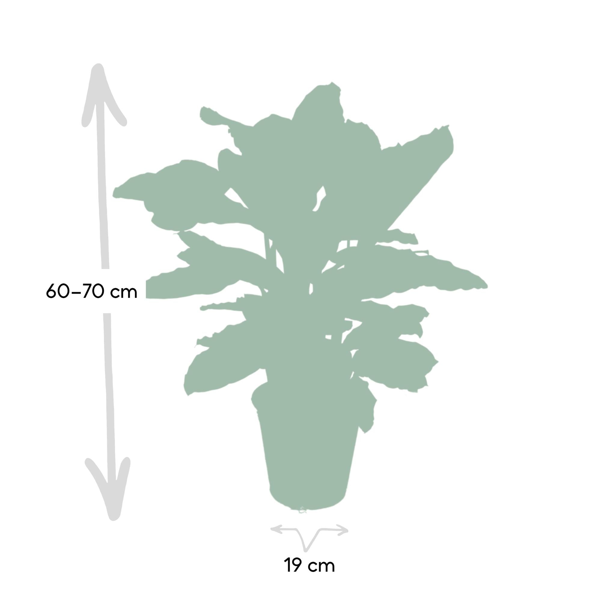 Calathea Zebrina - Pianta di pavone - Ø19cm - ↕80cm
