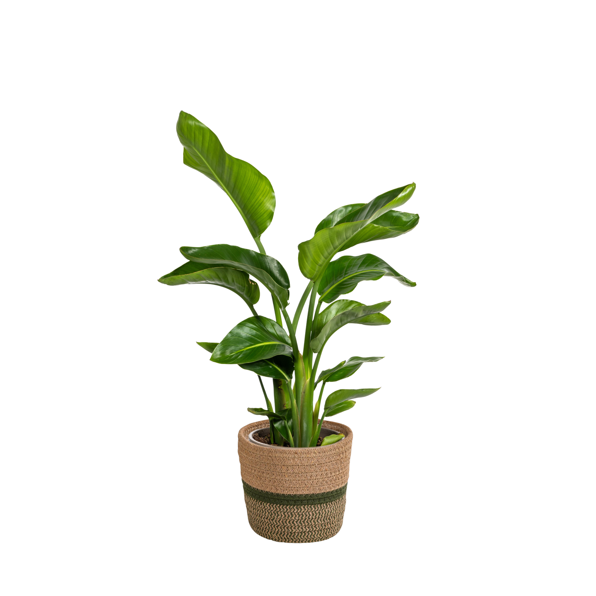 Strelitzia Nicolai met mand Ø21cm - ↕90 - 110cm