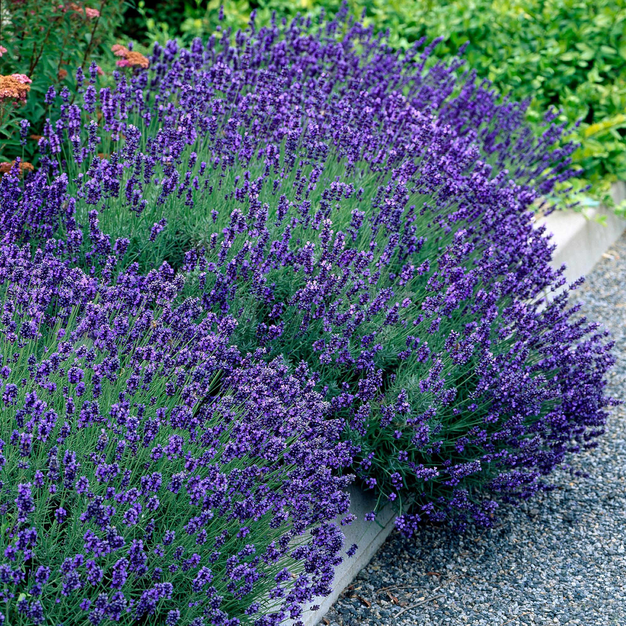 Lavandula angustifolia Hidcote -  blad grijs - 6 planten - 1 strekkende meter - groenblijvend - pot 17cm hoogte 30cm