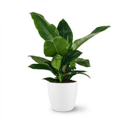 Philodendron Imperial Green - Groen - Weinig onderhoud - 1 Plant - met Potter Wit - Pot 19cm - Hoogte 65cm